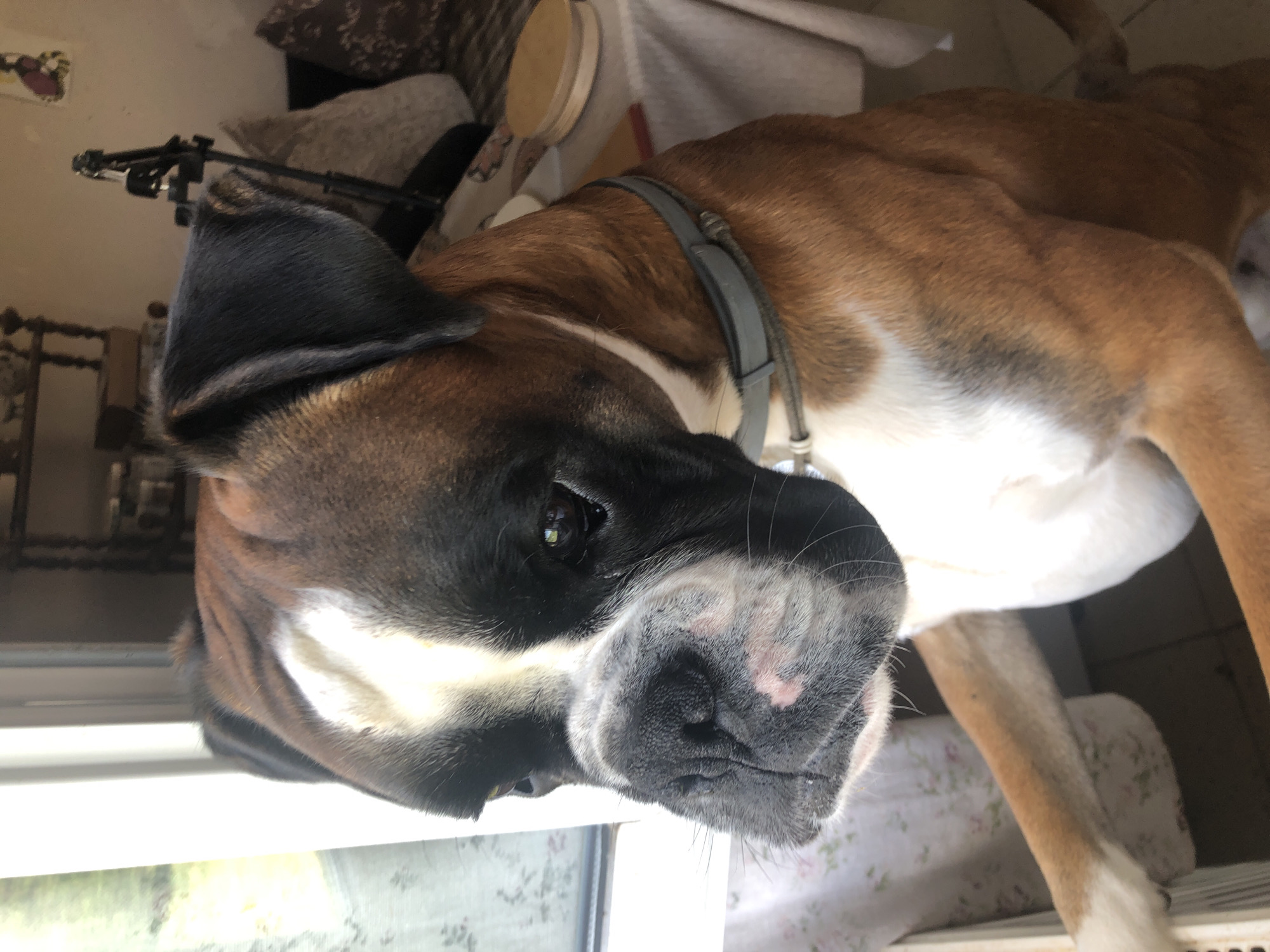 A close-up, eye-level, medium shot captures a fawn-colored Boxer dog with a black mask and white markings on its face, chest, and forelegs, looking to its left. The dog is positioned near a window with sheer, floral-patterned curtains, suggesting an indoor setting. In the background, a table is visible, draped with a tablecloth, and on it rests a light-colored wooden circular object. Further in the background, a dark-colored shelf unit with various items is present, and a tripod is mounted on a surface. The lighting appears to be natural, coming from the window. This scene is located in Романово, Russia.