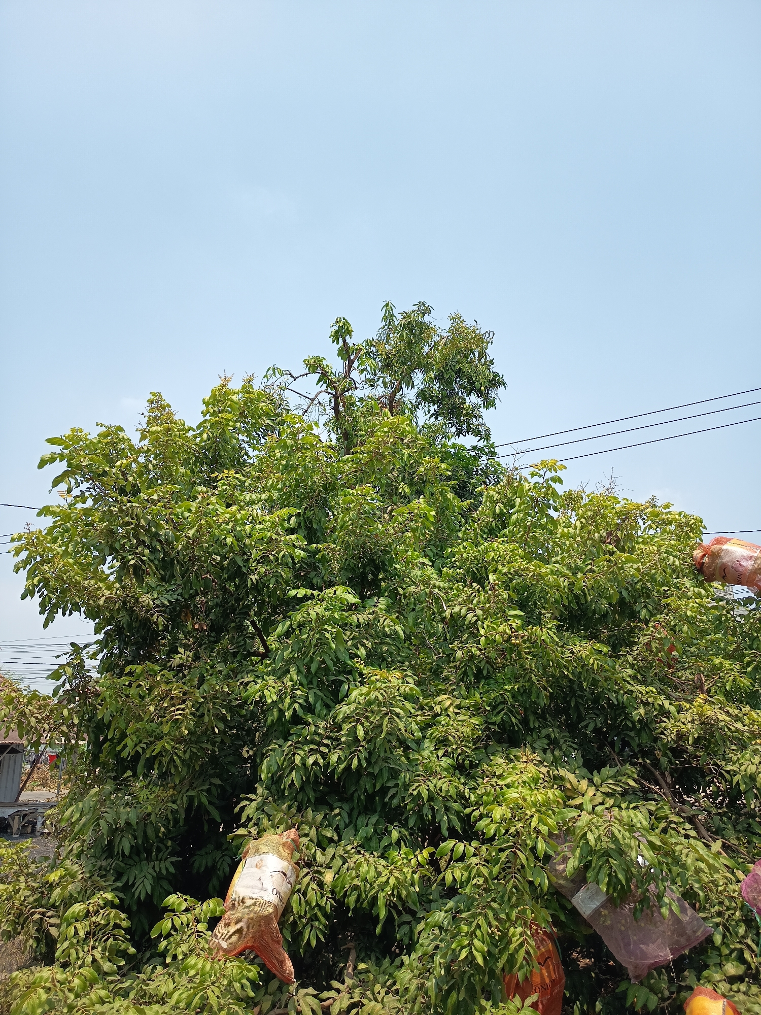 The image shows a close-up view of a dense green tree with a clear blue sky in the background. The tree's branches are laden with lush green leaves. Partially obscured by the foliage are several large, netted bags, some with orange and white patterns, and what appear to be large, decorative figures or balloons. Power lines are visible stretching across the upper right portion of the frame. The scene is set outdoors, under daylight conditions. The location is identified as Krampilan, Indonesia.