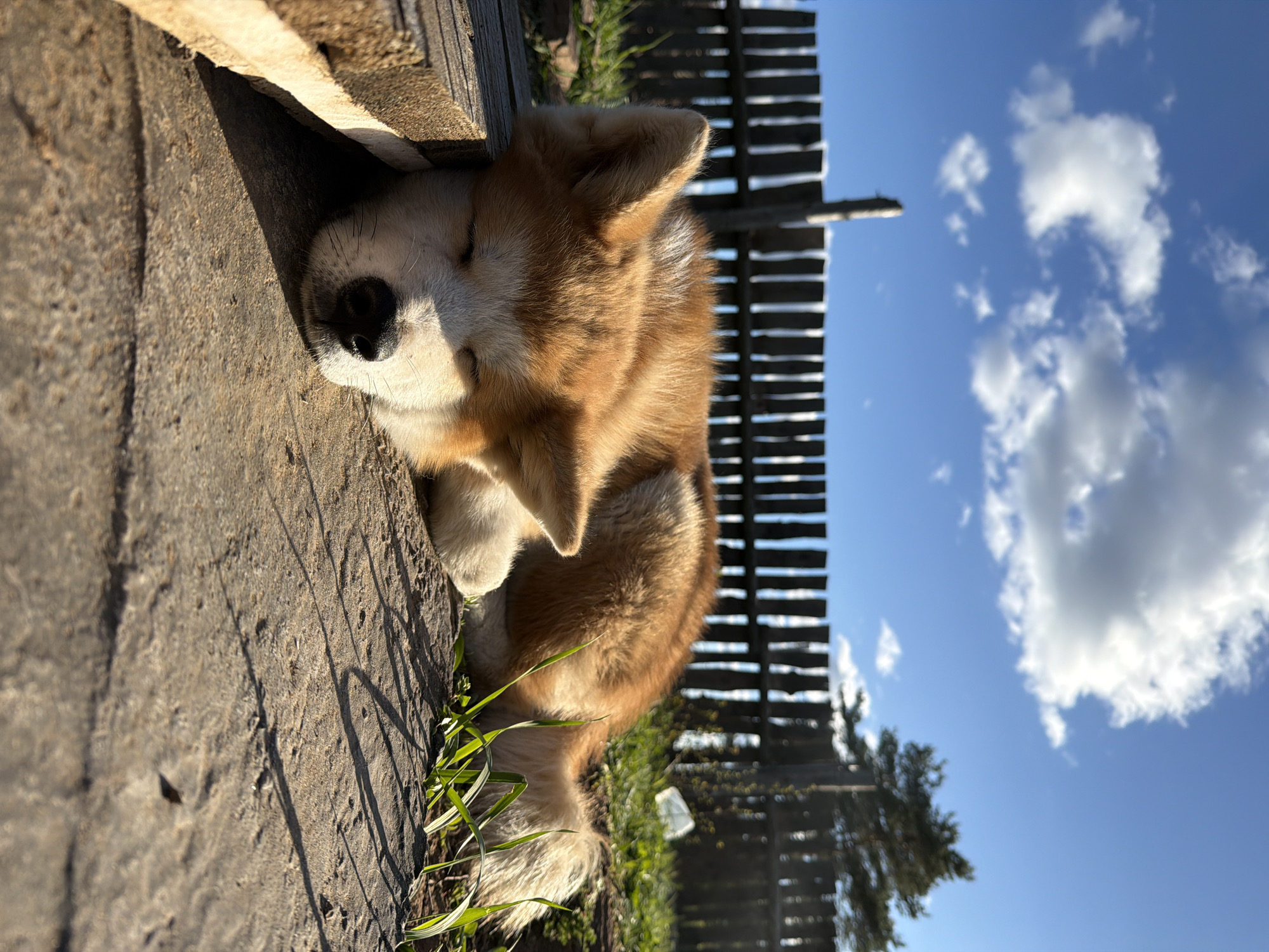 A medium shot shows a brown and white dog sleeping on a concrete surface next to a wooden plank. Green grass grows between the concrete and the plank. A wooden fence is visible in the background, along with a blue sky and white clouds. A tree is also visible in the background. The image was taken in Chaikovsky, Russia.