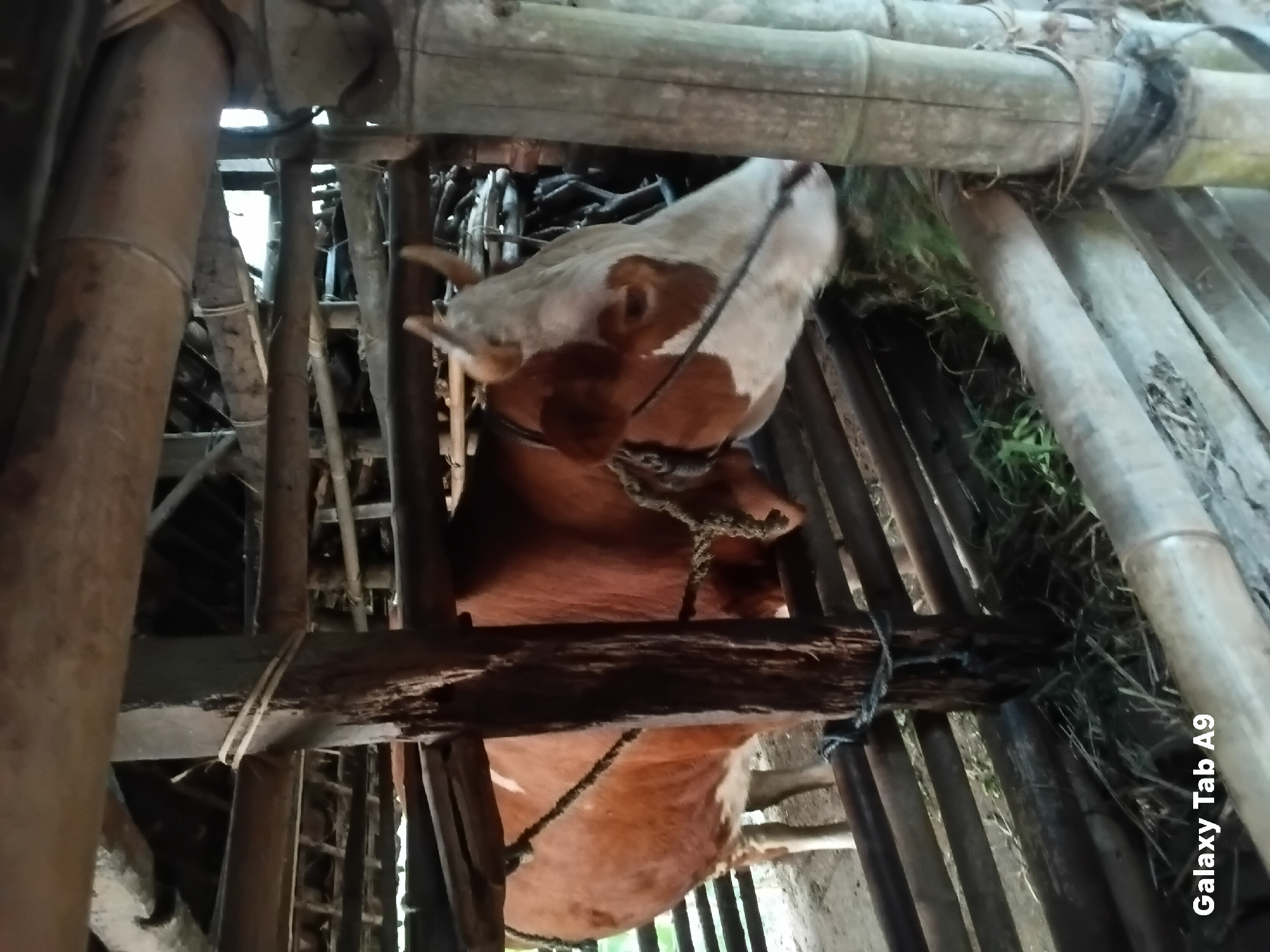 In Trenggalek, Indonesia, a brown and white cow is standing in a wooden enclosure. The cow is facing to the right and appears to be eating hay. The enclosure is made of bamboo poles and wooden planks. The background shows more of the enclosure structure and some vegetation. The image also displays the text "Galaxy Tab A9" in the bottom left corner.