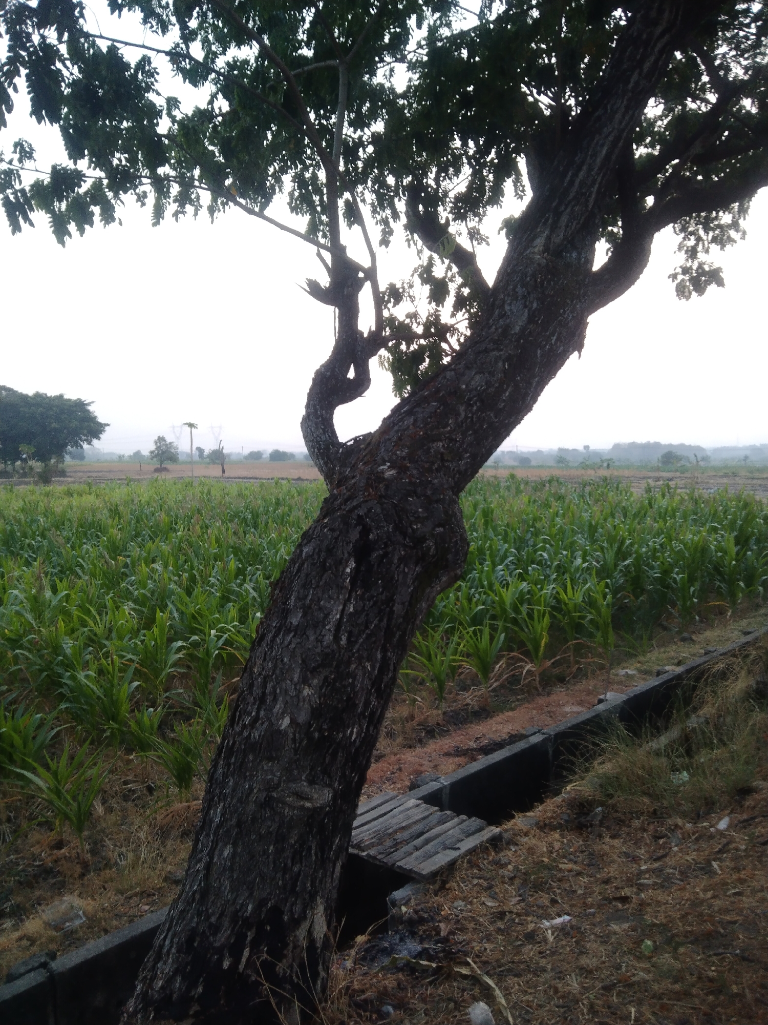 The image shows a rural scene in Klepek, Indonesia, dominated by a large, gnarled tree trunk in the foreground. The tree leans diagonally from the bottom left corner towards the upper right, its bark rough and dark. Behind the tree, a vast, green cornfield stretches into the distance. A concrete drainage ditch runs along the edge of the cornfield, bordered by dry grass and dirt. In the background, a hazy horizon is visible with hints of vegetation and possibly distant structures. The sky is overcast and pale, suggesting a muted light. There are no people or animals present in the scene.