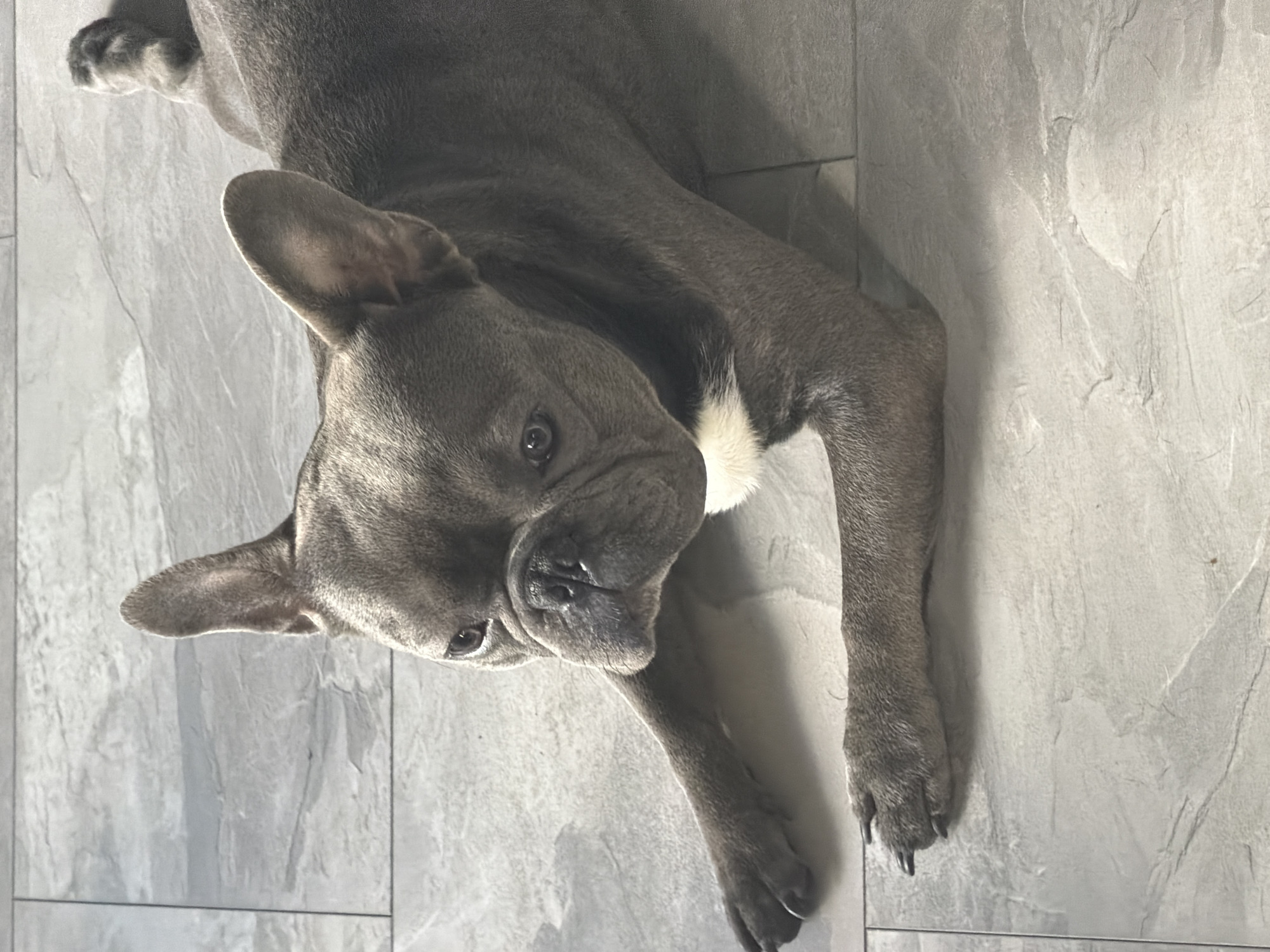 A French bulldog is lying on a light gray tiled floor. The dog is gray with some white on its chest. Its ears are erect, and its body is partially visible. The lighting suggests it is indoors, with a shadow cast on the floor. There are no people present, and the environment is solely the floor. There is no information in the image to determine the location within Ruse, Bulgaria.
