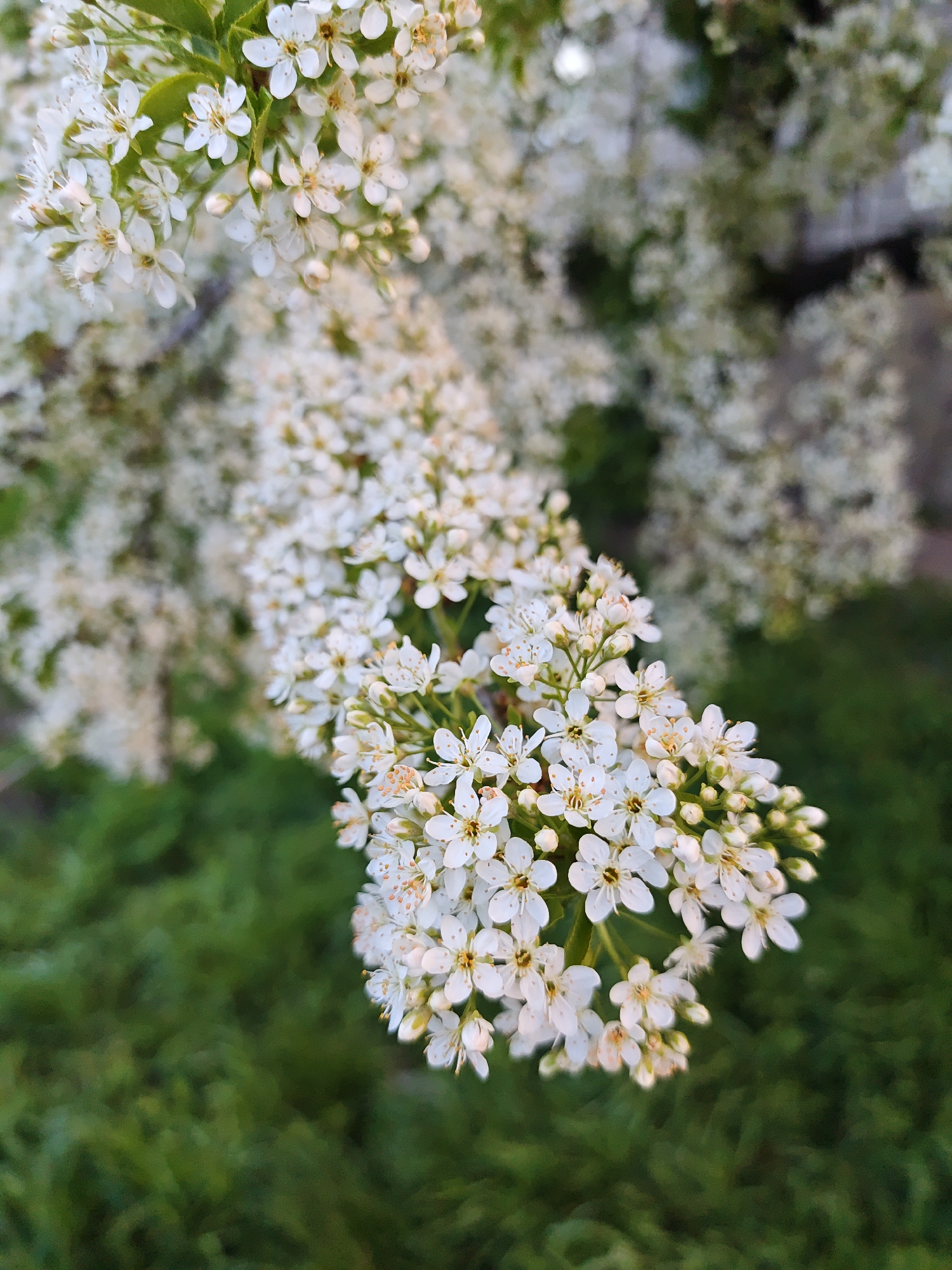 The media file displays a close-up, vertical shot of a branch laden with small white flowers, set against a blurred background of more white blossoms and green foliage. The primary subject is a diagonal spray of tiny, five-petaled white flowers, each featuring prominent yellow-orange stamens at its center. Many flower buds are also visible, showing they are still opening. The green leaves of the plant are visible among the clusters of flowers, particularly near the top of the main branch.
The depth of field is shallow, with the flowers in the immediate foreground sharply in focus, while the elements behind and slightly in front are softly blurred. This effect highlights the intricate details of the individual flowers and their stamens. The background consists of a soft, ethereal blur of white shapes, indicating more flowering branches, and a darker, less distinct blur of green, suggesting distant trees or shrubs. The lower portion of the image features a heavily blurred expanse of rich green, likely grass or low-lying foliage.
The overall scene conveys a sense of natural beauty and the freshness of spring. The bright white of the blossoms contrasts with the various shades of green. No human subjects, man-made objects, or visible text are present. The lighting suggests natural daylight. This botanical scene is characteristic of springtime in locations like Vinnytsia, Ukraine, where such flowering trees and bushes are common.