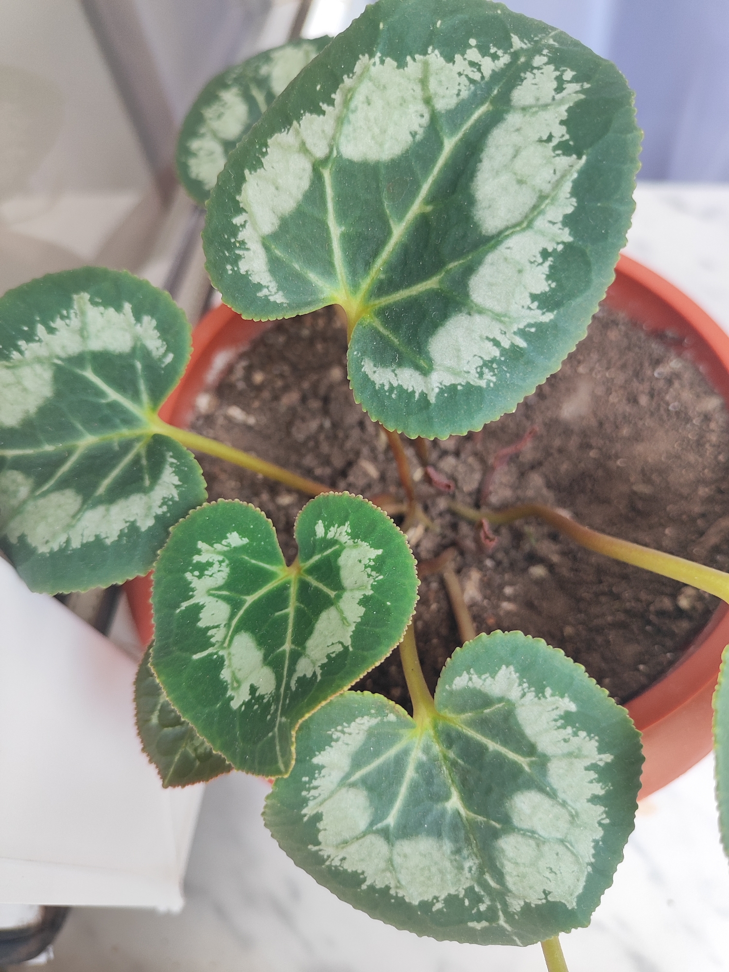 An overhead, close-up, eye-level shot shows several heart-shaped, dark green leaves with silver markings, emanating from a brown pot filled with soil. The leaves are slightly fuzzy and have serrated edges. The pot sits on a white surface next to a white object, possibly a windowsill or a shelf. The background is blurred and appears to be an indoor setting. No people or specific actions are depicted. The location is identified as Harich, Armenia.