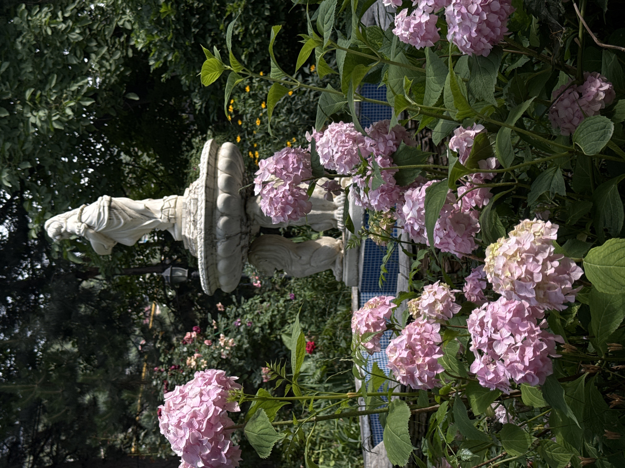 The image depicts a serene garden scene, featuring a decorative fountain with a statue of a draped female figure at its apex. The fountain is ornately carved, with two lion sculptures supporting the main basin. The fountain is surrounded by lush greenery, with prominent clusters of pink hydrangeas in the foreground. In the background, more foliage and smaller yellow flowers are visible. A tiled pool can be seen behind the hydrangeas, suggesting the fountain is functional. The overall impression is one of a tranquil, well-maintained garden, possibly a public park or a private estate. The location is identified as Almaty, Kazakhstan. There are no people or animals visible in the image. The lighting suggests it is daytime, with sunlight filtering through the trees, creating dappled shadows.
