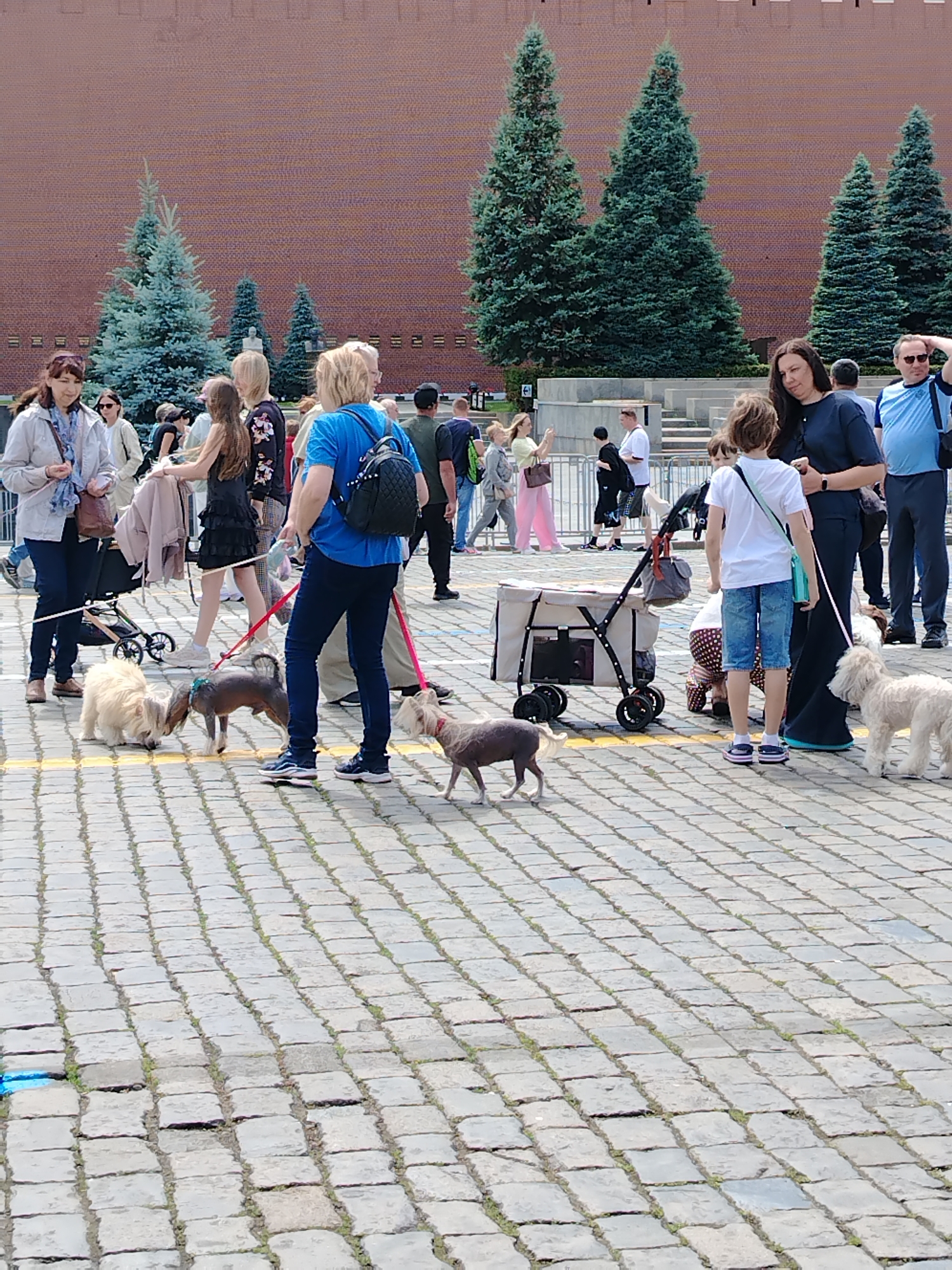 A group of people and dogs are on a cobblestone plaza. The plaza has yellow lines marking sections of pavement. In the background, a large brick wall with multiple rows of windows stands behind several evergreen trees. A few people are walking, some with dogs on leashes. One person is pushing a stroller. Another person is holding a phone, possibly taking a picture. The overall scene appears to be an outdoor public space.
