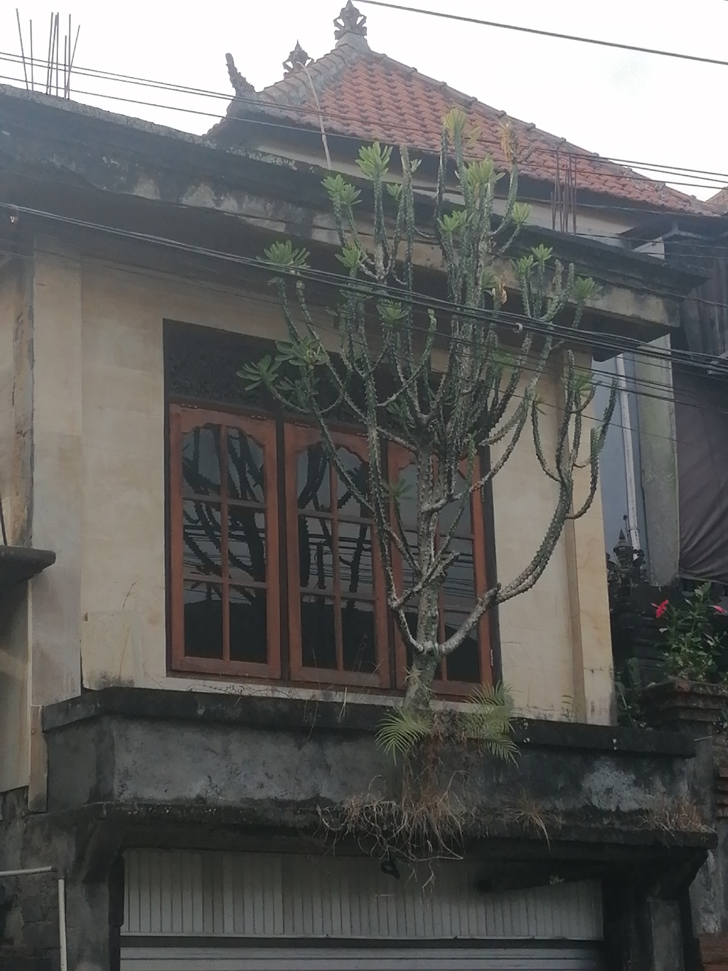 In Ubud District, Indonesia, a building with a terracotta tiled roof and a concrete facade features a large, spiky tree growing from a planter on a second-story balcony. The tree's branches extend upwards and outwards, partially obscuring a wooden-framed window with multiple panes. Below the balcony, a closed, ribbed door is visible. The scene is framed by electrical wires running across the upper portion of the image. A small red flower is visible on the right side of the image, near some foliage.