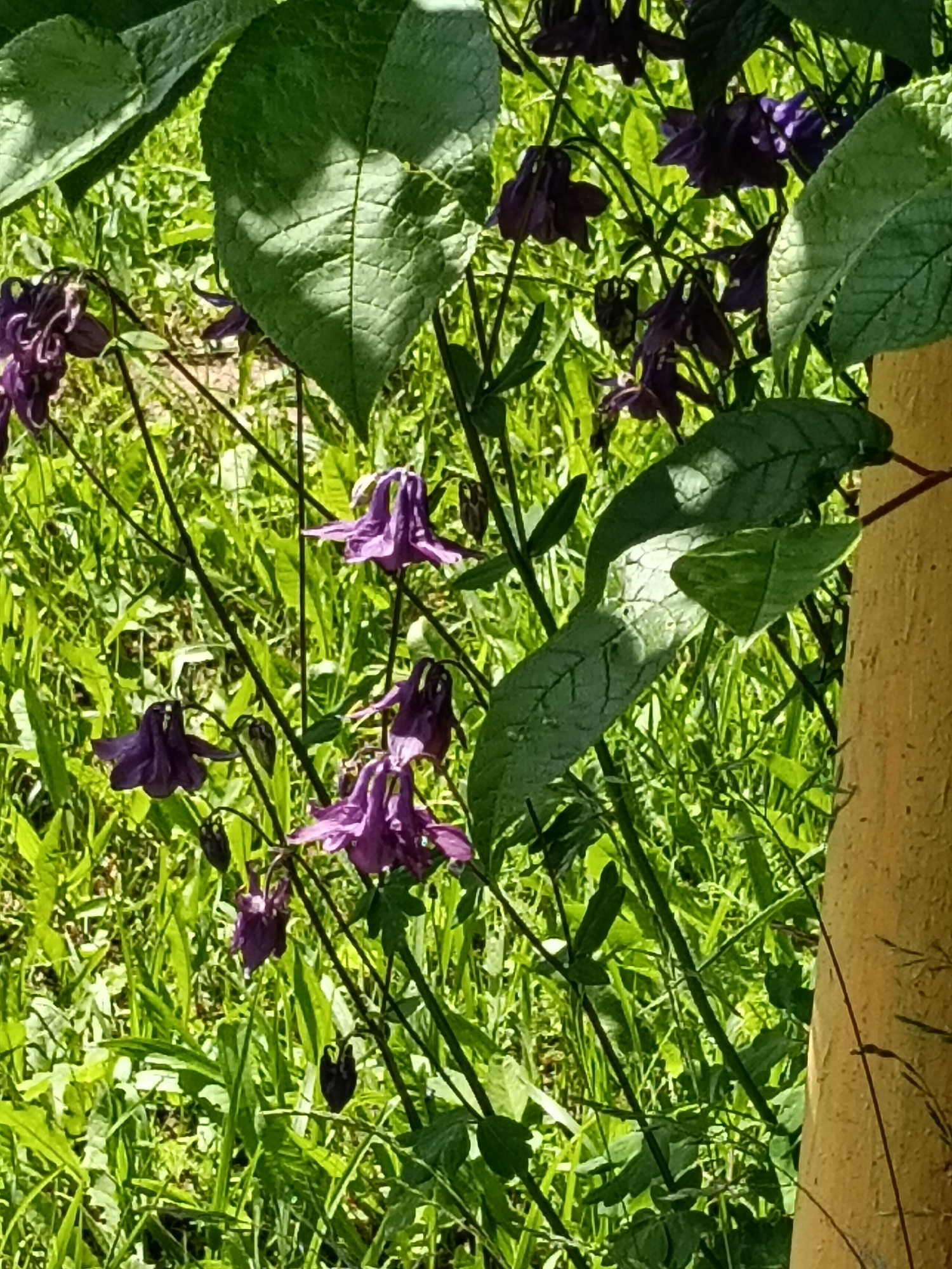 The image captures a close-up view of vibrant flora in an outdoor setting, likely a garden or natural area in Красный Маяк, Russia. The main subjects are numerous dark purple or deep violet Aquilegia (Columbine) flowers, characterized by their distinctive spurred petals. These flowers are interspersed among slender green stems and lush green grass that forms the background.
Large, broad green leaves with prominent veins are visible in the upper and right portions of the frame, some partially shaded, indicating bright sunlight. The strong shadows cast on these leaves suggest a sunny day, likely during the morning or afternoon. On the far right, a portion of a light brown or beige tree trunk runs vertically, partially obscured by the foliage, adding another natural element to the scene.
The dominant colors are various shades of green from the grass and leaves, contrasting with the rich purple of the flowers. The scene appears still and peaceful, with no human activity or visible text. The overall impression is one of natural beauty under clear, sunny conditions.