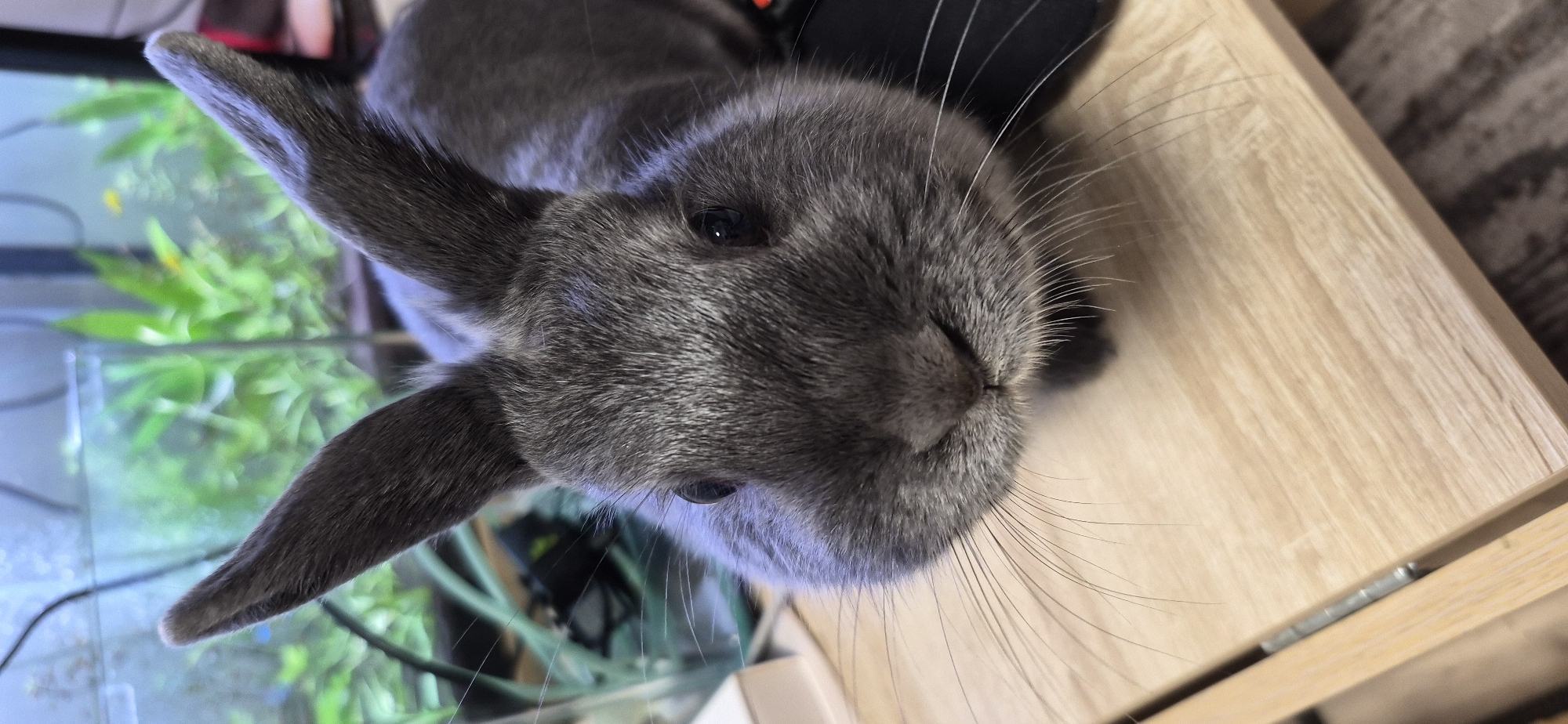 A close-up, eye-level shot shows a gray rabbit's face. The rabbit's ears are pointed upwards and slightly to the sides. Its dark eyes are open, and its nose is twitching. The rabbit is on a light-colored wooden surface, possibly a table. In the background, a blurry aquarium filled with green plants is visible. There are no people or other animals in the image. The lighting is soft and natural, with no harsh shadows. The overall scene is calm and peaceful. The image was taken in Ussurijsk, Russia.