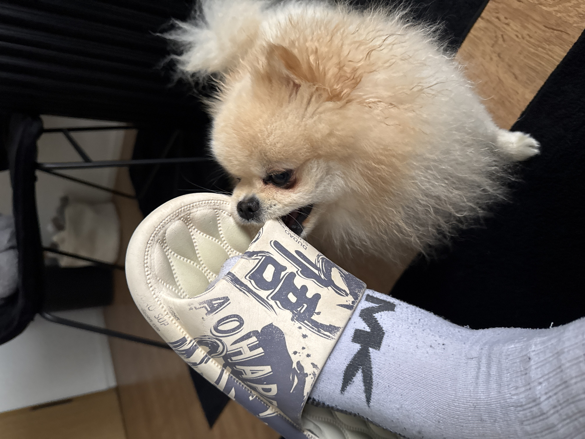 A tan Pomeranian dog is chewing on a white and gray sandal worn on a foot in a gray sock. The sandal has a quilted white interior and a gray band with black and white lettering. The background includes a black rug and a black chair. The location cannot be determined to be Bietigheim-Bissingen, Germany from the visual information.