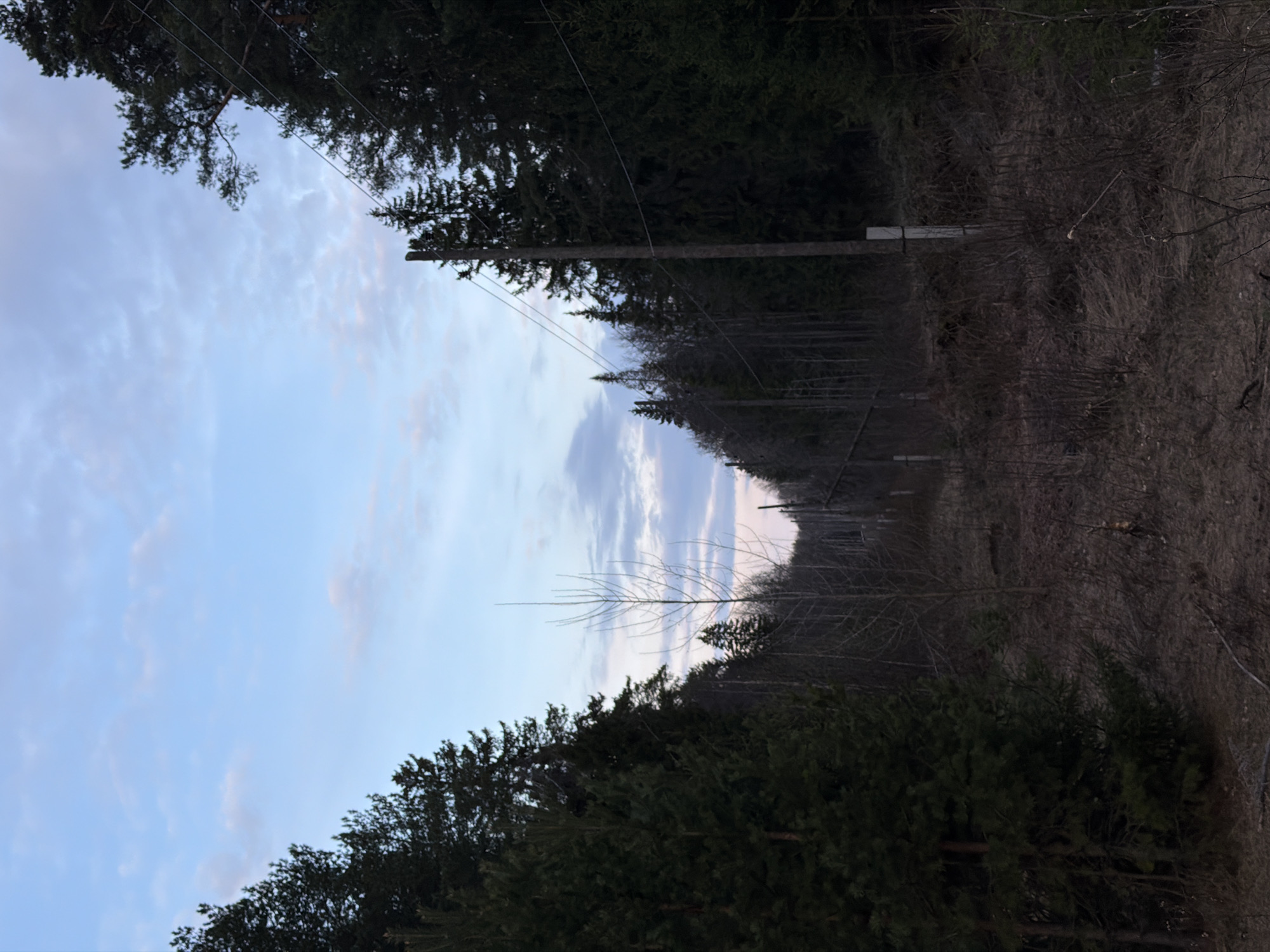The image captures a narrow path or clearing, likely a utility corridor, lined with trees on both sides. In the distance, a series of utility poles march into the receding perspective. The sky, visible above the trees, is pale blue with scattered clouds. The ground is covered in dry vegetation and bare soil. Given the prompt's specification, this location is probably in the city of Chaikovsky, Russia. There are no discernible people or subjects in the image. The primary objects are trees, utility poles, wires, sky, and the path/clearing. No interactions are visible in the image. The environment is a natural, possibly rural or suburban landscape.