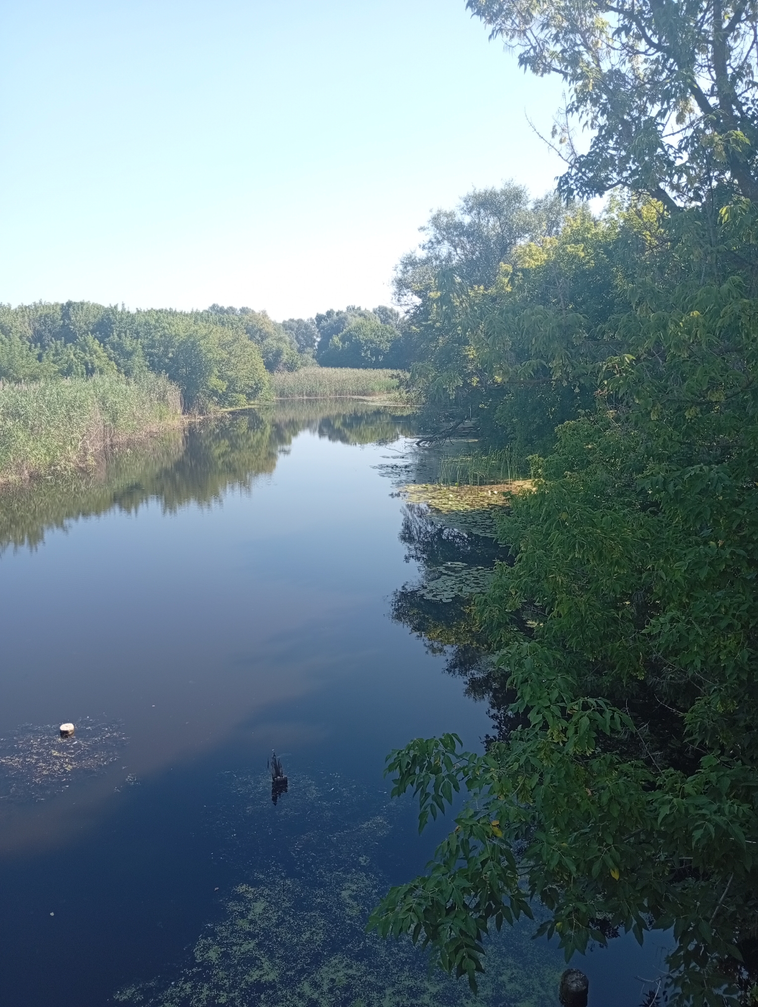 The image captures a serene natural scene by a body of water, likely a river or canal, in Khomutets, Ukraine. The water is dark and reflective, mirroring the lush green trees and reeds that line its banks. On the left side of the frame, tall, reedy vegetation grows thickly along the water's edge, its reflection creating a blurred green band on the water's surface. The right side of the image is dominated by a dense canopy of deciduous trees, their leaves a vibrant green, casting shadows onto the water.

In the water itself, several objects are visible. Towards the left, a white, spherical object, possibly a buoy or a piece of debris, floats near the bank. Further into the water, a dark, wooden structure, perhaps a submerged log or a remnant of a pier, protrudes from the surface, casting a distorted reflection. Patches of green aquatic plants, possibly duckweed or algae, are scattered across the water, particularly in the foreground and near the banks. The sky above is a clear, pale blue, suggesting a sunny day. The overall impression is one of a tranquil, undisturbed natural landscape.