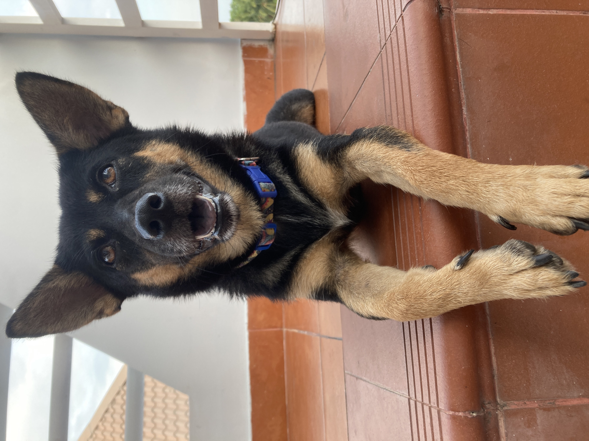 A tan and black German Shepherd-mix dog with a blue collar is lying on a red tile patio. The patio is adjacent to a white railing. The location is Mũi Né, Vietnam.