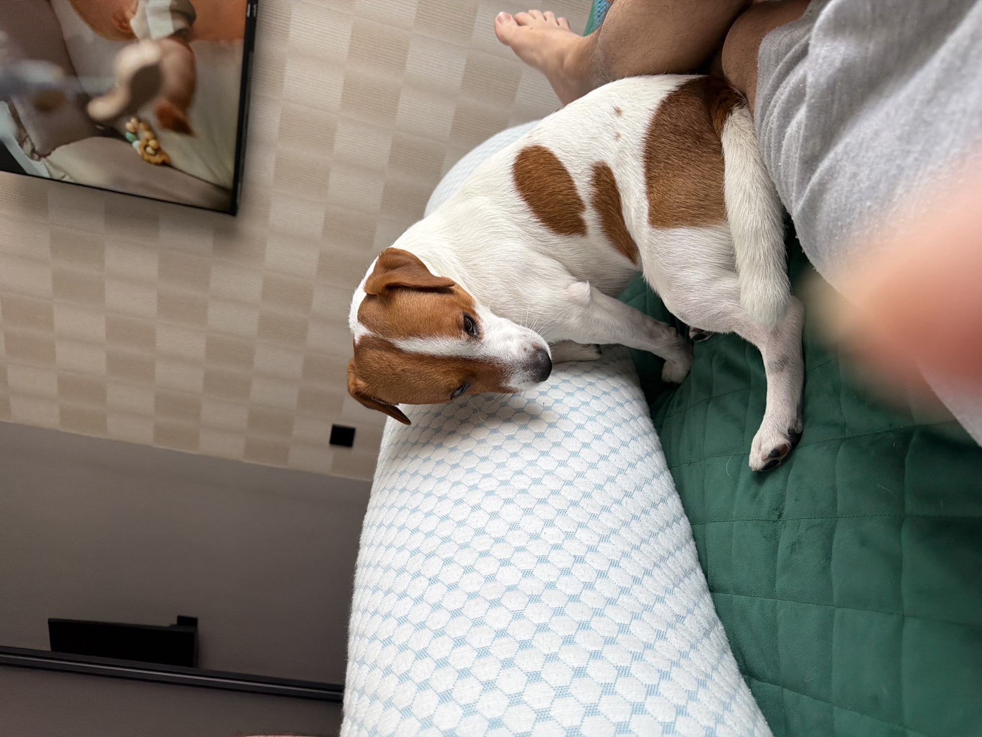 A Jack Russell Terrier dog with white and tan markings is sitting on a green quilted surface, resting its head on a light blue patterned pillow. The dog's body is partially obscured by the pillow and a person's legs, clad in grey sweatpants and a person's bare leg. In the background, a wall with a textured pattern is visible, along with a television screen displaying an image of a baby. The scene appears to be indoors, likely a bedroom or living room. The location is not specified as Moscow, Russia.