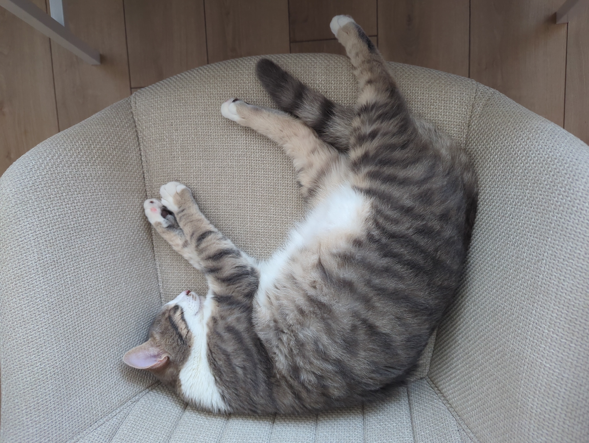 A domestic short-haired cat is depicted sleeping on a beige upholstered chair, photographed from an overhead perspective in an indoor setting. The cat, exhibiting a grey tabby pattern with prominent darker stripes on its back and sides, possesses a white underside, chest, and paws. Its eyes are closed, indicating sleep, and a small pink nose is visible. The front paws are curled upwards, displaying pink toe pads, while the hind legs are relaxed, partially extended, with white paws. A dark grey, faintly striped tail rests alongside its hindquarters. The chair features a textured, woven fabric upholstery and a curved, supportive design. To the right of the chair, a light brown wooden floor, likely laminate or parquet, is visible, along with a partial view of a slender white object, possibly a furniture leg or structural support. The lighting is uniform, suggesting an interior room. The specific urban location of Burgas, Bulgaria, is not identifiable from the visual content of this image.