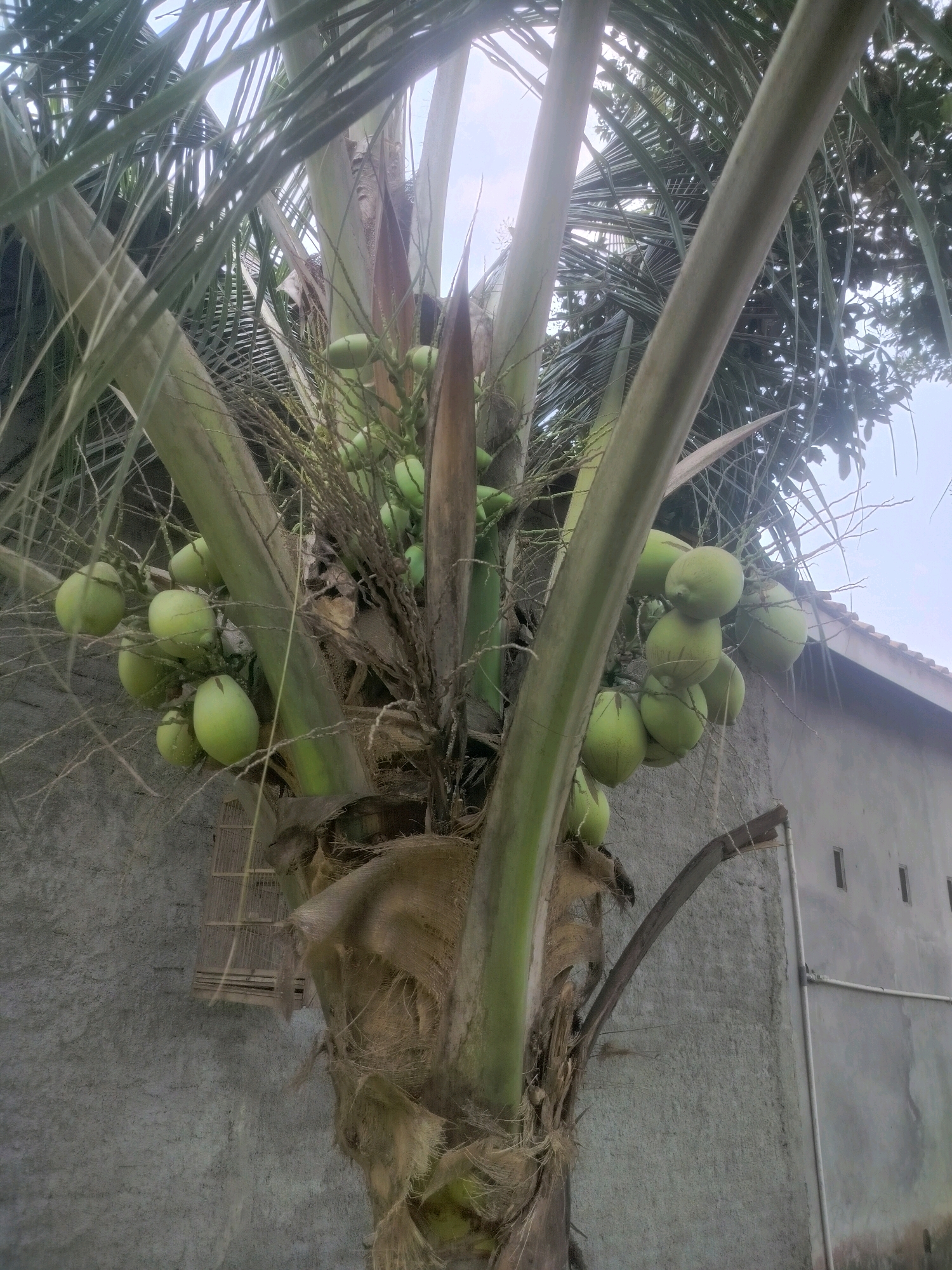 This is a low-angle, medium shot of a coconut tree with many green coconuts hanging from its branches, in Pandansari, Indonesia. The tree's rough, fibrous trunk dominates the foreground. Several large green fronds extend upwards and outwards, creating a sense of enclosure. Clusters of young coconuts are visible on stalks that emerge from the center of the tree. In the background, a textured, light gray concrete wall of a building is visible, with a small, square birdcage hanging on it to the left of the frame. A section of a sloped, reddish-brown roof is also visible on the right. The sky is overcast with pale, diffused light. The overall impression is one of natural abundance against a humble urban backdrop.