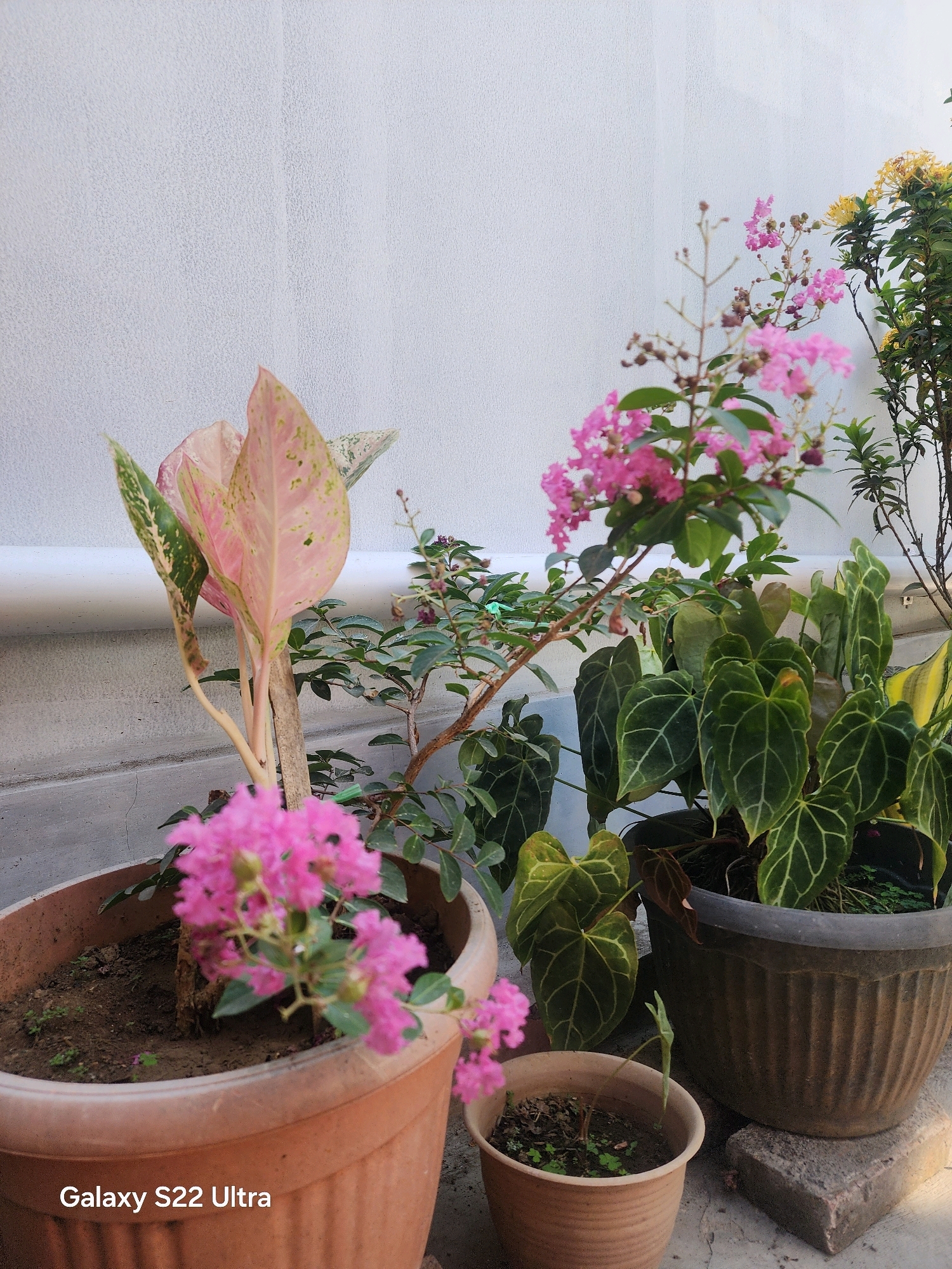 This is a medium shot, eye-level, outdoor photograph of several potted plants placed against a textured white wall. In the foreground, to the left, is a large terracotta pot containing an Aglaonema plant with pink and green variegated leaves. To the right of this, in a dark gray ribbed pot, is a collection of plants with large, dark green, heart-shaped leaves featuring prominent white veins, likely Anthurium. In front of the dark gray pot and to the right of the Aglaonema, there is a small, light brown pot with a few small green shoots. A pink flowering plant, possibly Crape Myrtle, is visible in the foreground and extending upwards, with its delicate pink flowers slightly out of focus. Behind the Aglaonema and to the left of the Anthurium, a branch with small green leaves and buds is visible. To the far right, yellow flowers on a green-leafed plant are partially visible. The plants are situated on a concrete surface, with a concrete brick supporting the dark gray pot. A white pipe runs horizontally behind the plants. The overall impression is one of a well-maintained outdoor plant arrangement. The photograph includes the text "Galaxy S22 Ultra" in the bottom left corner, indicating the device used for capture. There are no people or animals in the image. The lighting suggests it is daytime.