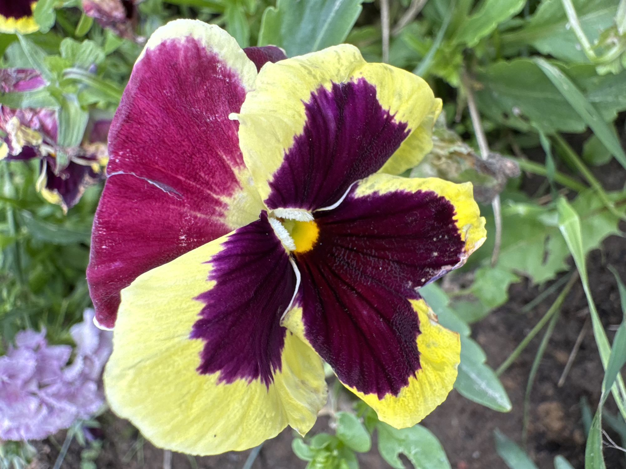 This is a close-up, eye-level, full shot of a single pansy flower in bloom, set against a background of greenery and darker soil. The flower itself is a striking bi-color, with large petals predominantly a deep, rich magenta, fading to a bright, cheerful yellow along the outer edges. A distinct, dark purple "face" or blotch is visible on the lower petals, radiating outwards from the center. The flower's center features delicate white stamens. The surrounding environment appears to be a garden or natural outdoor setting, with out-of-focus green foliage and darker, earthy soil visible. No people or specific landmarks are present to indicate a precise location within Mars, Russia, or any other city. The image captures a moment of natural beauty in a botanical setting.