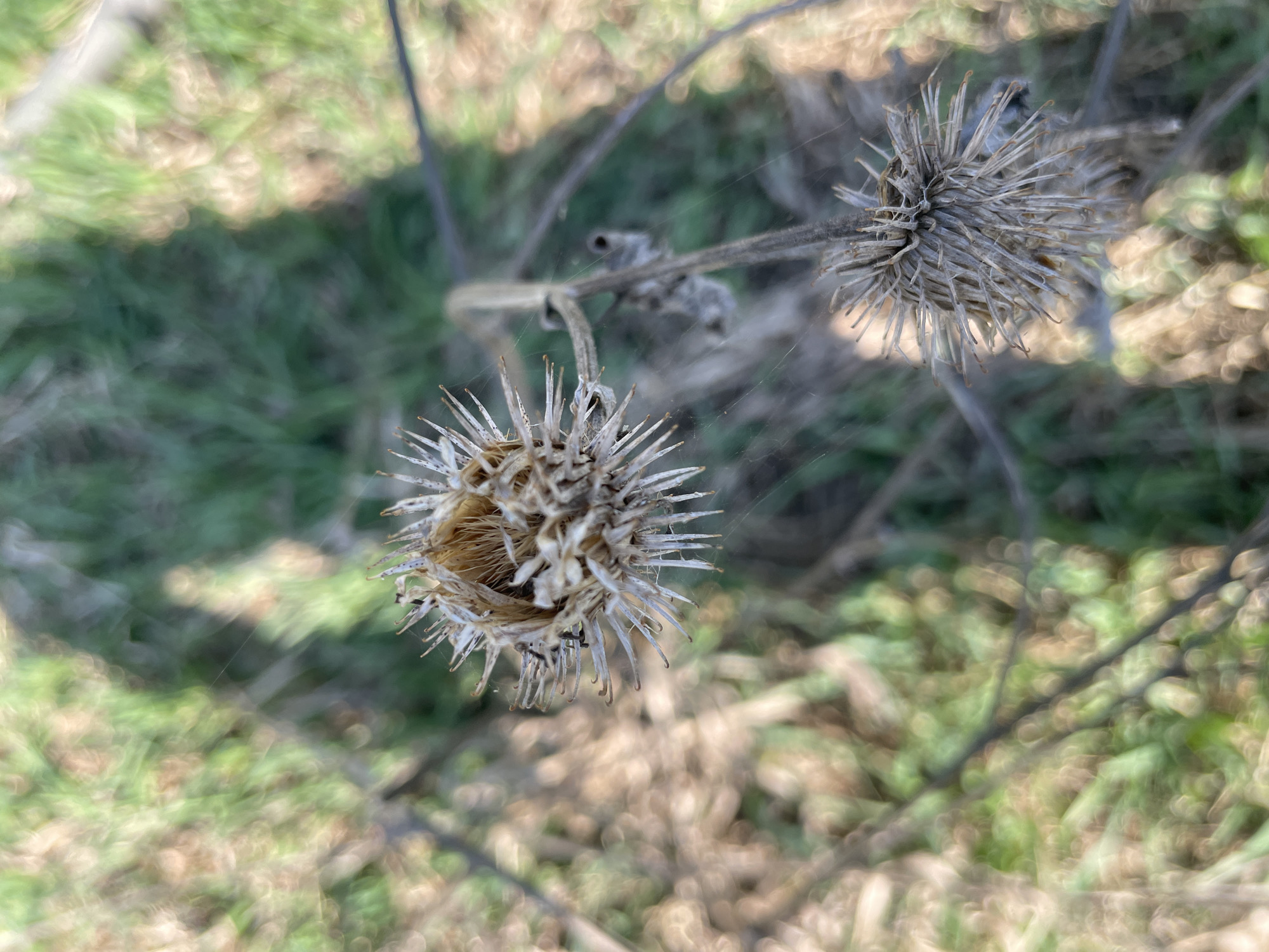 The image shows two dried burdock seed heads in an outdoor setting. The background features blurred green and brown vegetation, suggesting a grassy or weedy area. The seed heads are attached to dried stems. Fine strands of spiderweb are visible between the dried flower and the surrounding vegetation. There are no people in the scene. The image does not contain sufficient information to determine the location as Поедуги, Russia.