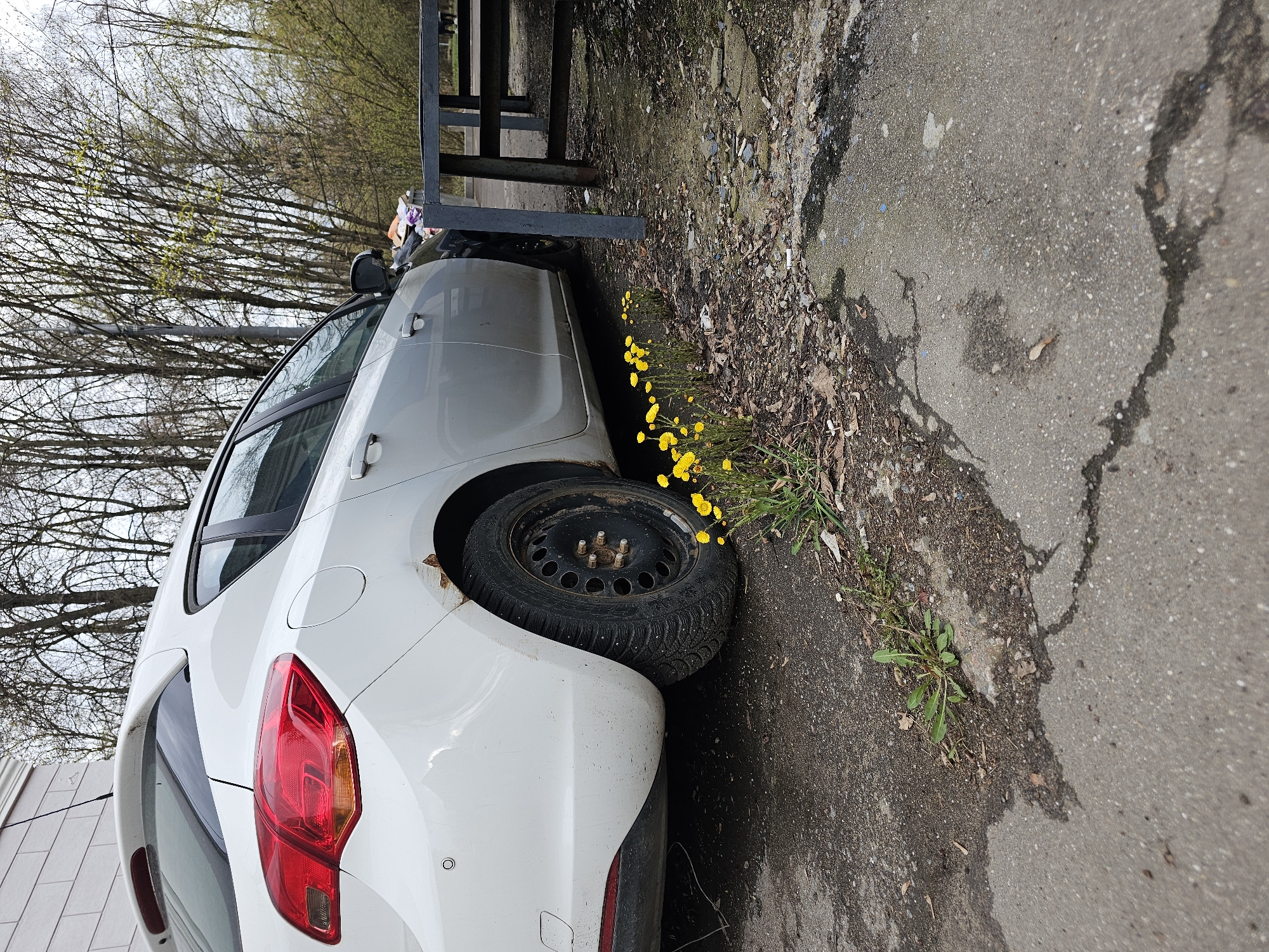 A white hatchback car is parked on the left side of the frame, angled towards the viewer. The car appears to be a white Opel Astra or similar model, identifiable by the design of its red and amber taillight. The rear passenger side of the vehicle is visible, showing a fuel cap on the fender and parking sensors on the rear bumper. The car is somewhat dirty. Notably, the rear passenger side wheel is a black steel rim with significant rust around the hub, fitted with a winter tire. There is also visible rust on the car body above the wheel arch.
The car is positioned next to a patch of unkempt ground. This area consists of cracked asphalt and a strip of dirt mixed with dry leaves and small debris. Several small, bright yellow flowers, resembling dandelions or coltsfoot, are growing in this dirt patch directly beside the car's tire.
In the background, a sparse forest or group of trees with bare branches or very early spring foliage extends upwards, suggesting either late winter or early spring. To the right of the car, a dark metal structure, possibly a fence or part of an outdoor bench/shelter, is visible. The ground in the foreground right is uneven asphalt with cracks and damp patches. The scene is illuminated by natural daylight, indicating it is daytime. There is no visible text in the image, and no specific activity or event is taking place beyond the car being parked. The overall impression is of an outdoor, somewhat neglected area.