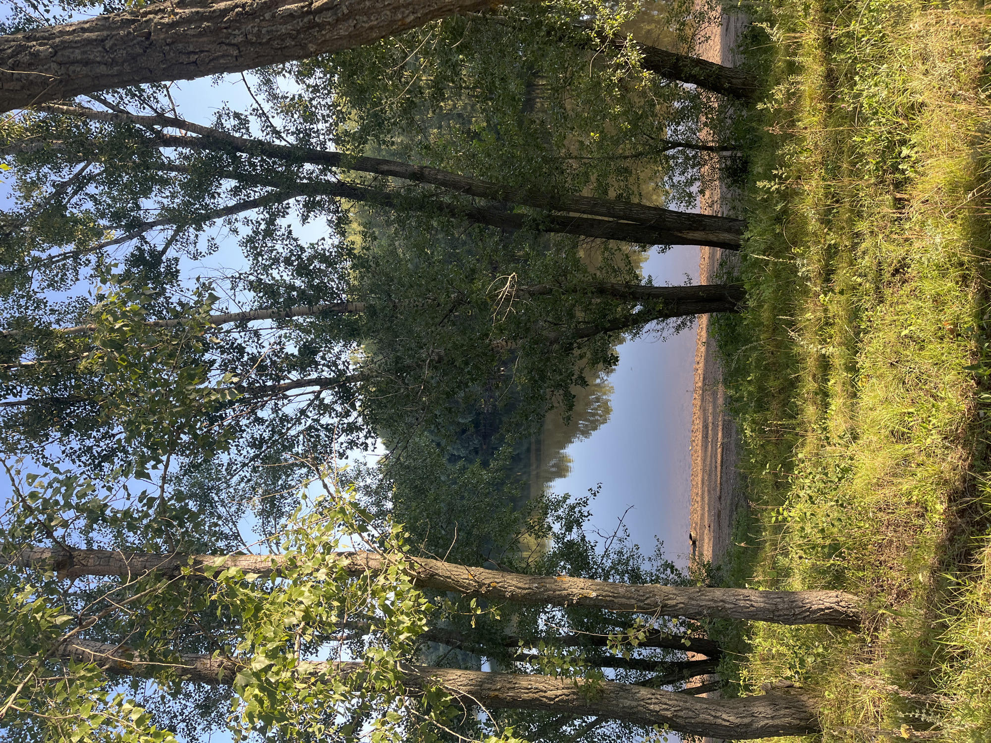 A serene natural scene unfolds in Blagoveshchensk, Russia, featuring a tranquil body of water framed by lush trees. The foreground is dominated by tall, mature trees with rough bark and dense green foliage. Sunlight filters through the leaves, casting dappled shadows on the overgrown grass and undergrowth below. The grass is a vibrant green, interspersed with patches of dry, yellowed blades, suggesting a late summer or early autumn setting.
Beyond the trees, a calm body of water stretches across the middle ground. Its surface reflects the blue sky and the verdant trees lining the opposite bank, creating a mirror-like effect. A sandy shore is visible along the edge of the water, with a few scattered plants growing near its base. The background is a dense forest, creating a sense of depth and immersion in nature. The overall atmosphere is one of peace and natural beauty, a quiet corner of Blagoveshchensk offering respite from urban life.
