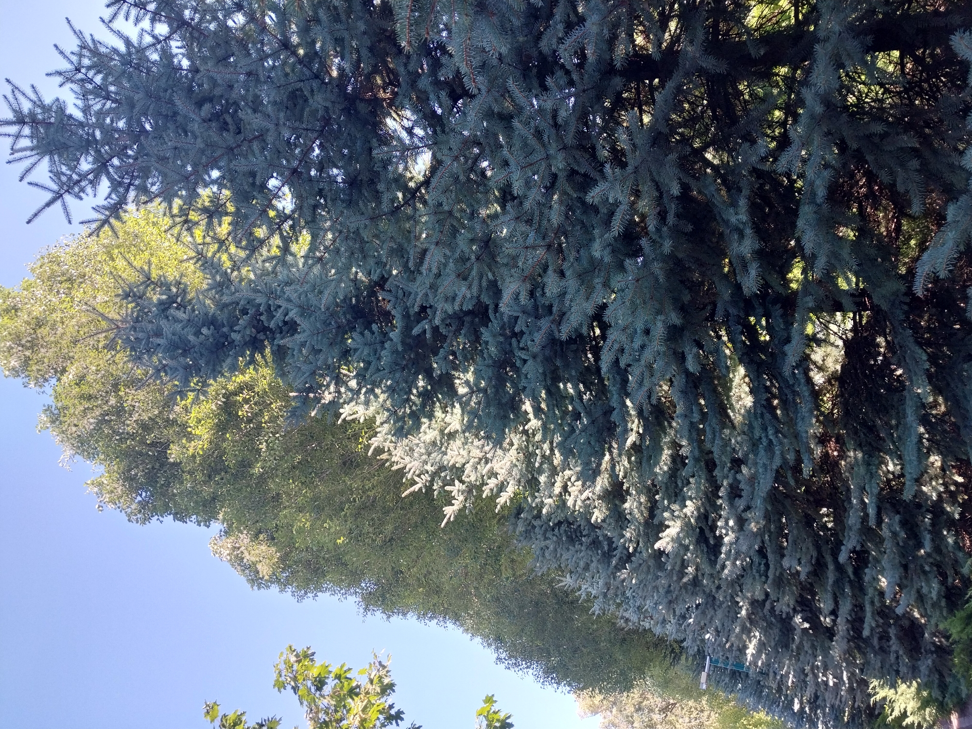 The image shows a row of blue spruce trees and other deciduous trees under a clear blue sky. The blue spruce trees are in the foreground, with their needles catching the sunlight and creating a dappled effect. Behind them, a line of deciduous trees with vibrant green foliage extends into the distance. The scene appears to be outdoors, possibly in a park or a residential area. There are no people or animals visible in the image. The environment is natural and serene.
