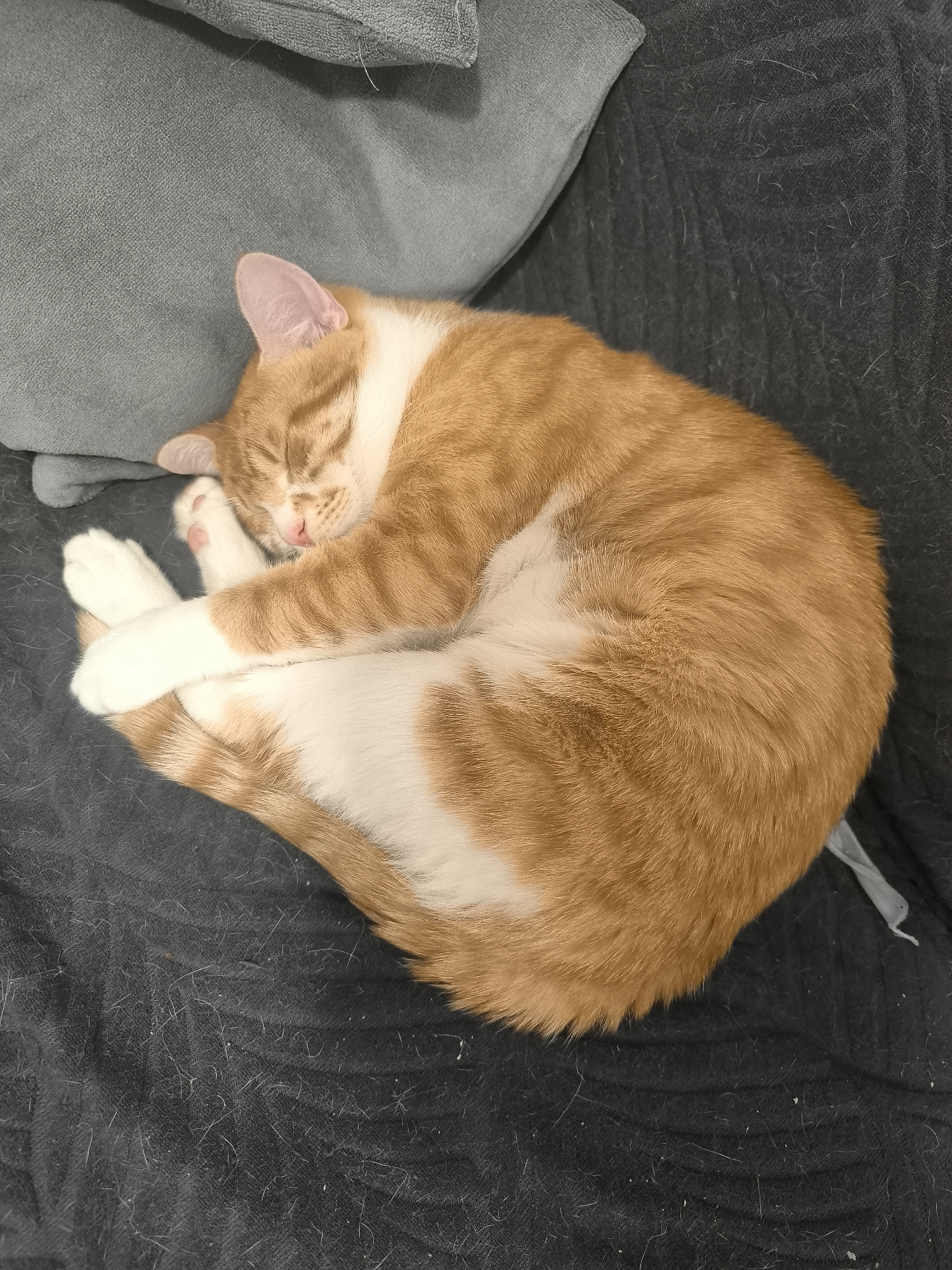 A curled-up orange and white cat sleeps on a dark gray textured couch. The cat is positioned next to a gray pillow. The location is impossible to determine.