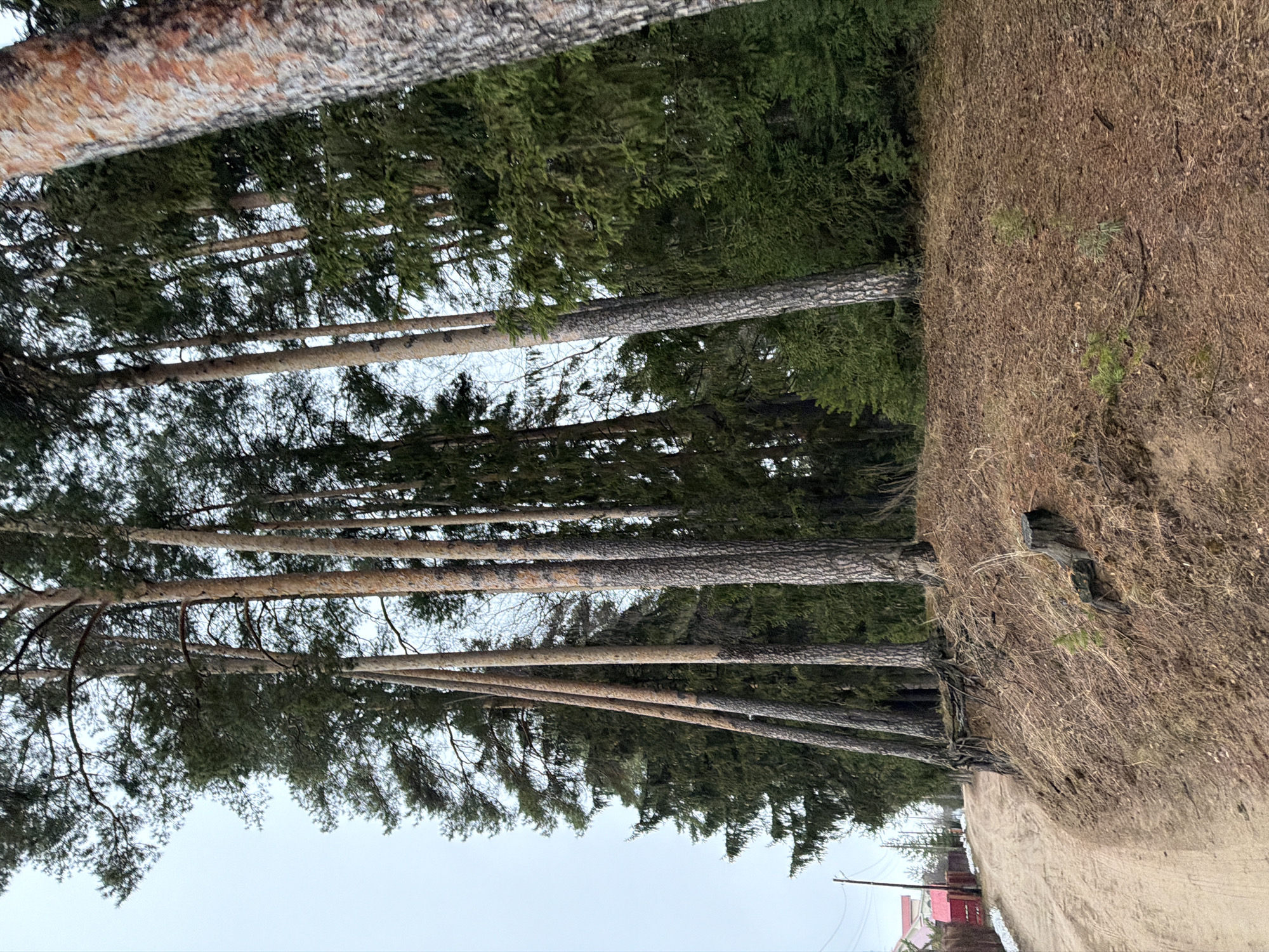 The image depicts a forest scene in what appears to be a rural or suburban area. Tall, mature coniferous trees, possibly pine or fir, dominate the landscape. The tree trunks are visible, stretching upwards with foliage forming a dense canopy overhead.
The ground consists of a dirt road and dry vegetation. A building of red color is seen in the background. The sky is overcast, giving the scene a muted, subdued light. Based on the presence of the settlement, the scene is probably located at or near the outskirts of Chaikovsky, Russia. No people are visible in the image.