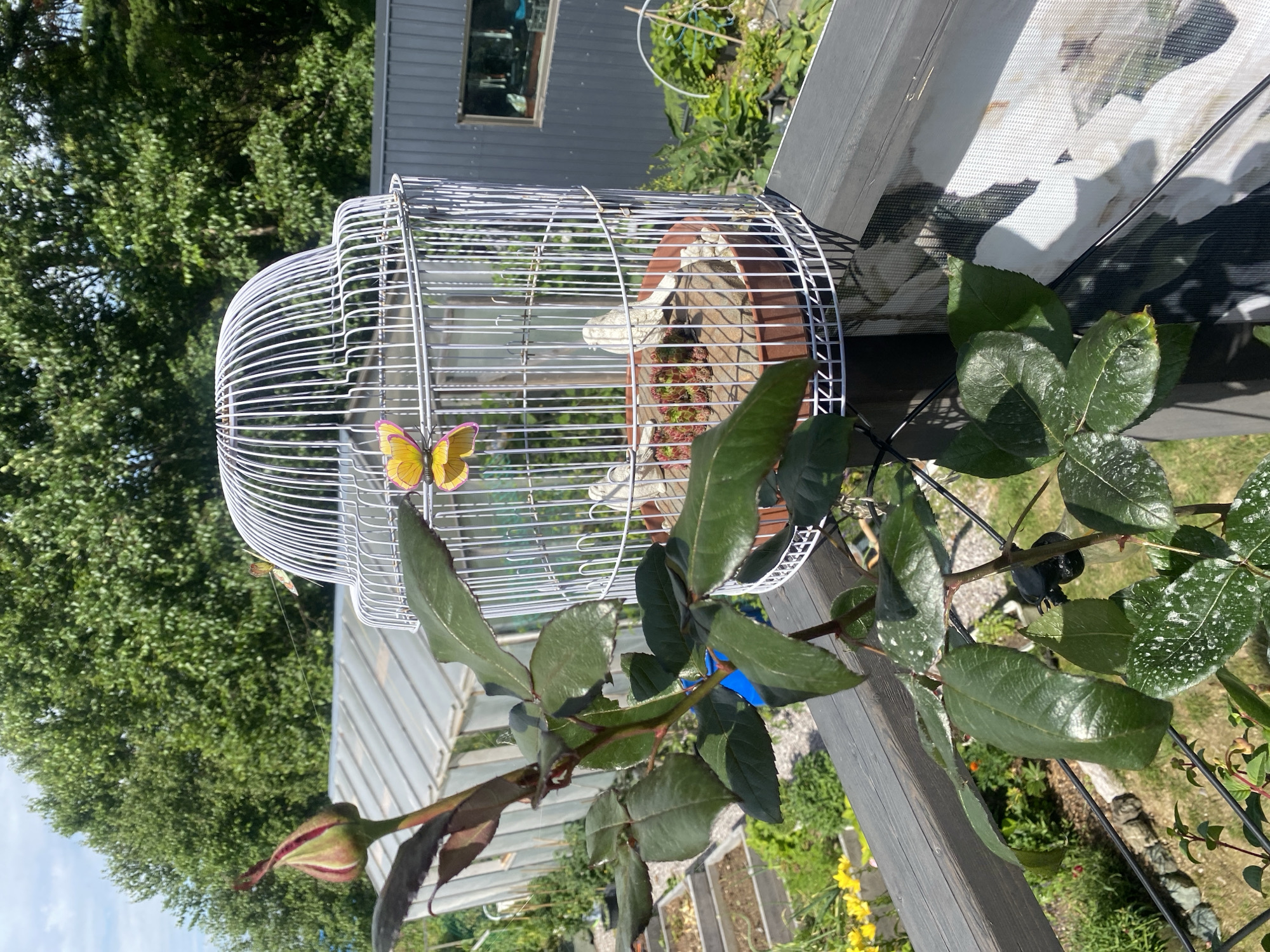 This image depicts an outdoor scene, likely in a garden setting. In the foreground, a rose bush with dark green leaves and a single unopened bud is visible, its stem winding around a dark wooden railing. Behind the rose bush, a white, ornate birdcage sits atop the railing. The birdcage contains a brown pot filled with soil and small plants, along with two small, light-colored bird figurines. A yellow and pink decorative butterfly is attached to the side of the birdcage. In the background, a greenhouse with a translucent roof and a modern dark gray building with a rectangular window can be seen. Beyond these structures, lush green trees form a backdrop under a bright sky. The presence of garden beds, plants, and a greenhouse suggests an outdoor residential or community garden area. No people are present in the image, and no specific landmarks or clues point to the exact location within Tret'ya Pad', Russia, other than it being an outdoor environment with garden elements.
