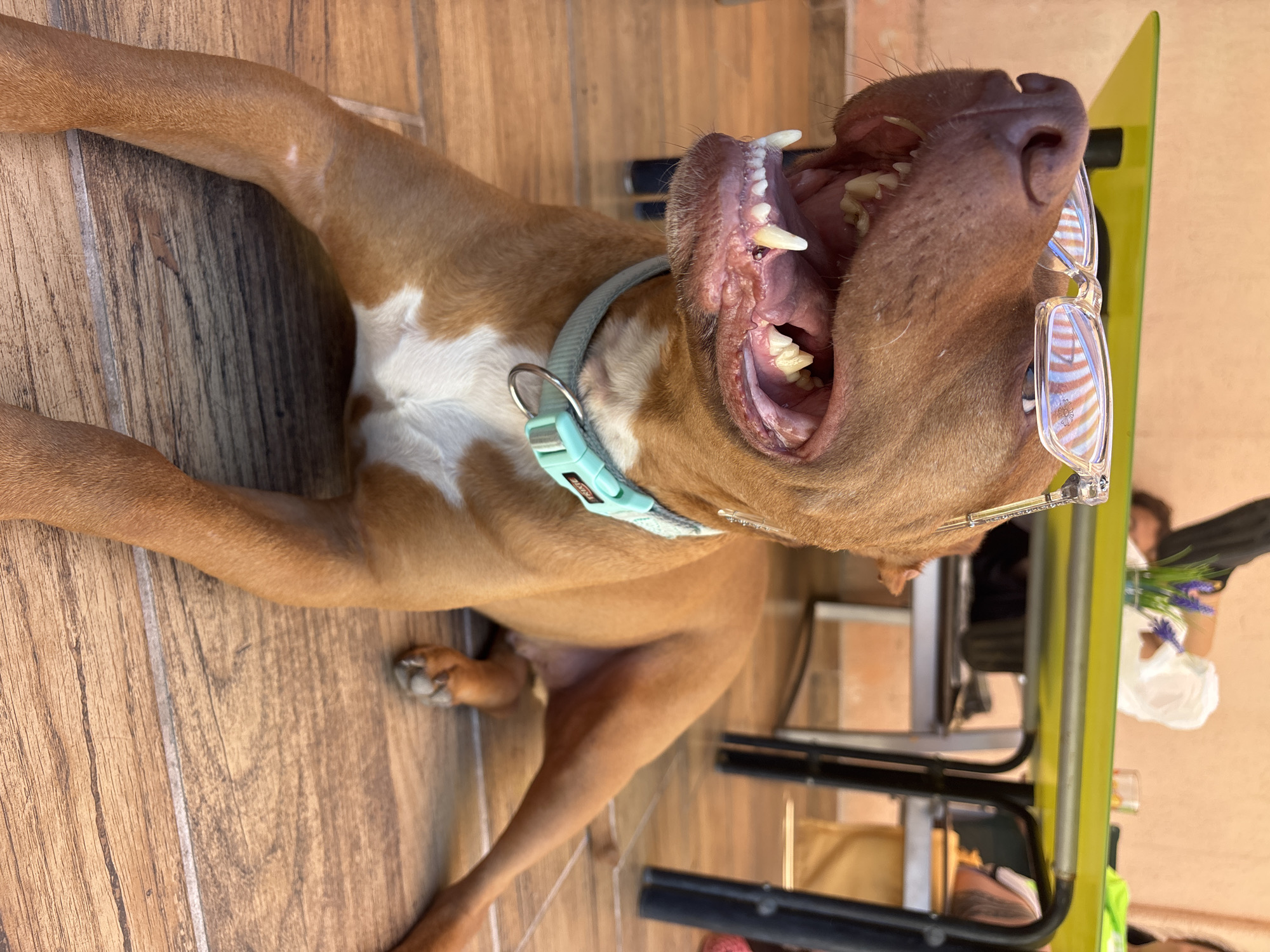 A reddish-brown and white dog with its mouth wide open rests on a wooden floor. The dog is wearing a light blue collar and has glasses perched on its nose. The setting appears to be an outdoor patio or deck with a green table and metal chairs visible in the background. People can be seen sitting at the table. The location is Lom, Bulgaria.