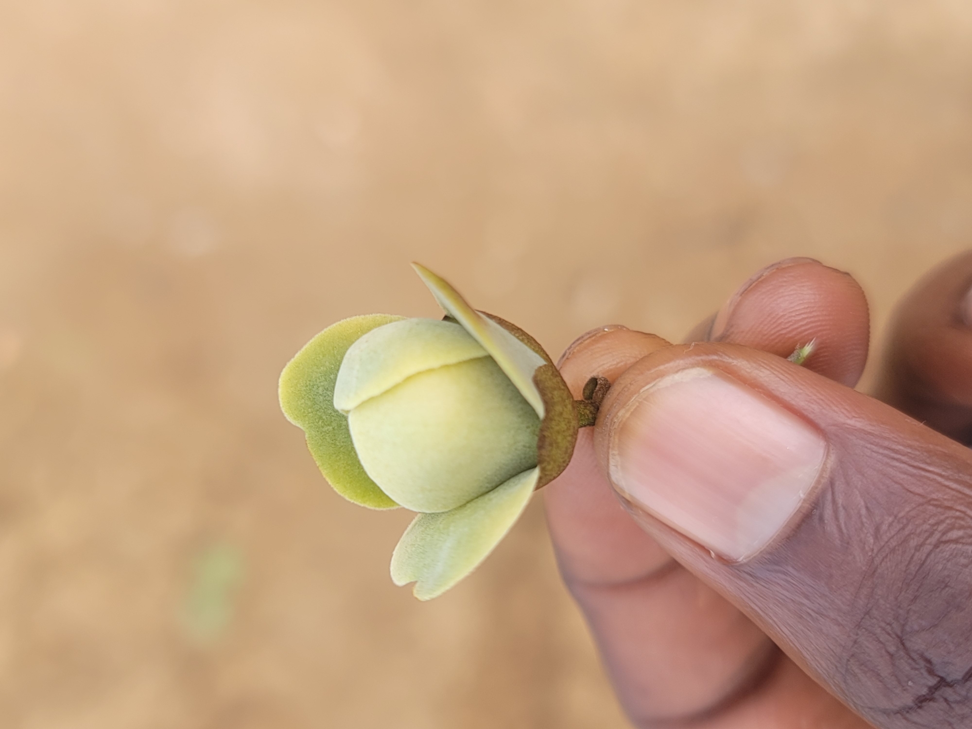 A close-up shot shows a person's dark-skinned hand holding a small, light-green flower bud. The bud is tightly closed, with several sepals unfurling slightly to reveal a pale yellow center. The flower is held between the thumb and index finger, with the nail of the index finger clearly visible. The background is a blurry, light brown and beige, suggesting an outdoor environment. The overall impression is one of delicate nature being observed. The specific location in Jos, Nigeria is not ascertainable from the image.