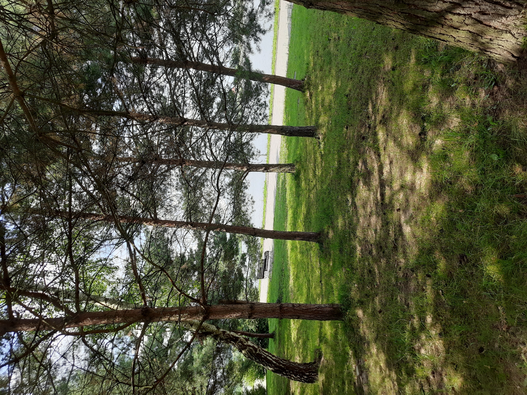 The image depicts a park scene with several tall trees, primarily pines, casting dappled shadows on a grassy area. In the background, a body of water is visible, possibly a lake or river, with a paved pathway running along its edge. A park bench is situated on the grass near the pathway, facing the water. The overall environment suggests a serene outdoor recreational space. The scene is located in the city of Drohobych, Ukraine, in a park area. No people or animals are visible in the image. The time of day appears to be daytime, with natural sunlight filtering through the trees.