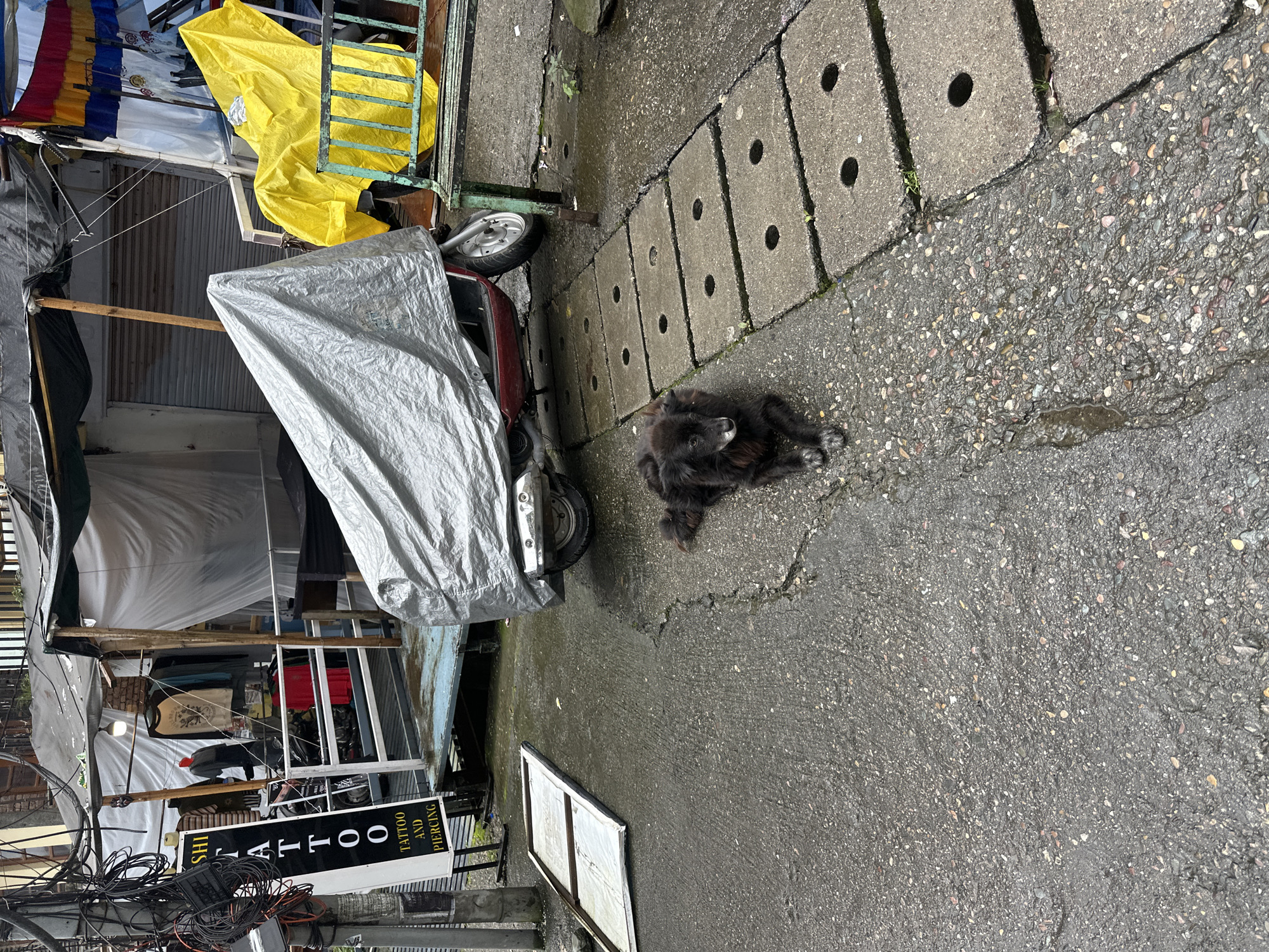 A medium shot captures a street scene in an urban environment, likely during or after a rain. In the foreground, a dark, shaggy dog lies on the wet asphalt, facing left. To the right of the dog is a series of concrete grates with circular openings, running parallel to the street. Behind the dog and the grates, a red scooter is parked and covered with a silver tarp. Adjacent to the scooter, a yellow tarp covers another object. In the background, a narrow alleyway is lined with various stalls and makeshift structures. One stall has a vertical sign that reads "SHI TATTOO TATTOO AND PIERCING". Clothes are displayed on racks within this stall. Electrical wires hang in a tangled mess above the scene. The ground is wet and reflective, indicating recent rainfall.