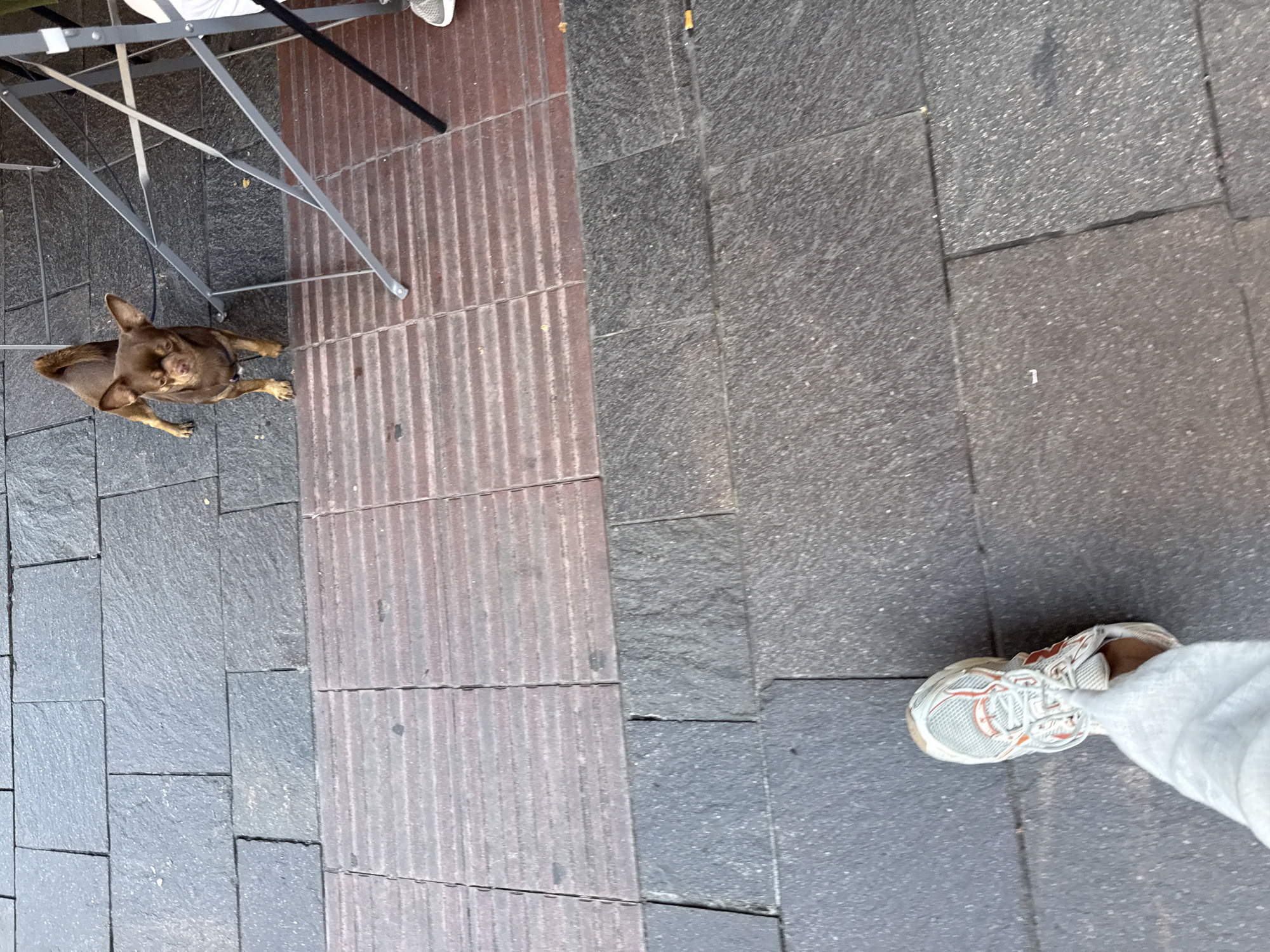 This high-angle shot captures an outdoor urban scene in Milan, Italy, featuring a dog, a person's foot, and ground paving.
In the upper-left quadrant, a small, short-haired brown dog, possibly a Chihuahua or similar breed, is positioned on a dark grey tiled pavement. The dog is looking upwards towards the viewer with an attentive and slightly expectant expression, its front paws appearing to be slightly lifted. Behind and above the dog are the light grey metal frames and legs of what resembles an outdoor table or chair.
The ground transitions from the dark grey tiles to a distinct section of reddish-brown, vertically textured tiles, possibly tactile paving, which runs down the middle of the frame. To the right of this textured strip, the pavement continues with the dark grey rectangular tiles.
In the bottom-right corner, a person's left foot is visible, wearing a white athletic sneaker with orange accents and light-colored pants. The foot is angled as if the person is standing or in the process of walking.
The scene takes place during the daytime under bright, clear lighting conditions. A subtle detail is a small white numeral "1" marked on one of the dark grey tiles in the right-center of the image. The varied paving suggests a public pedestrian area or sidewalk.