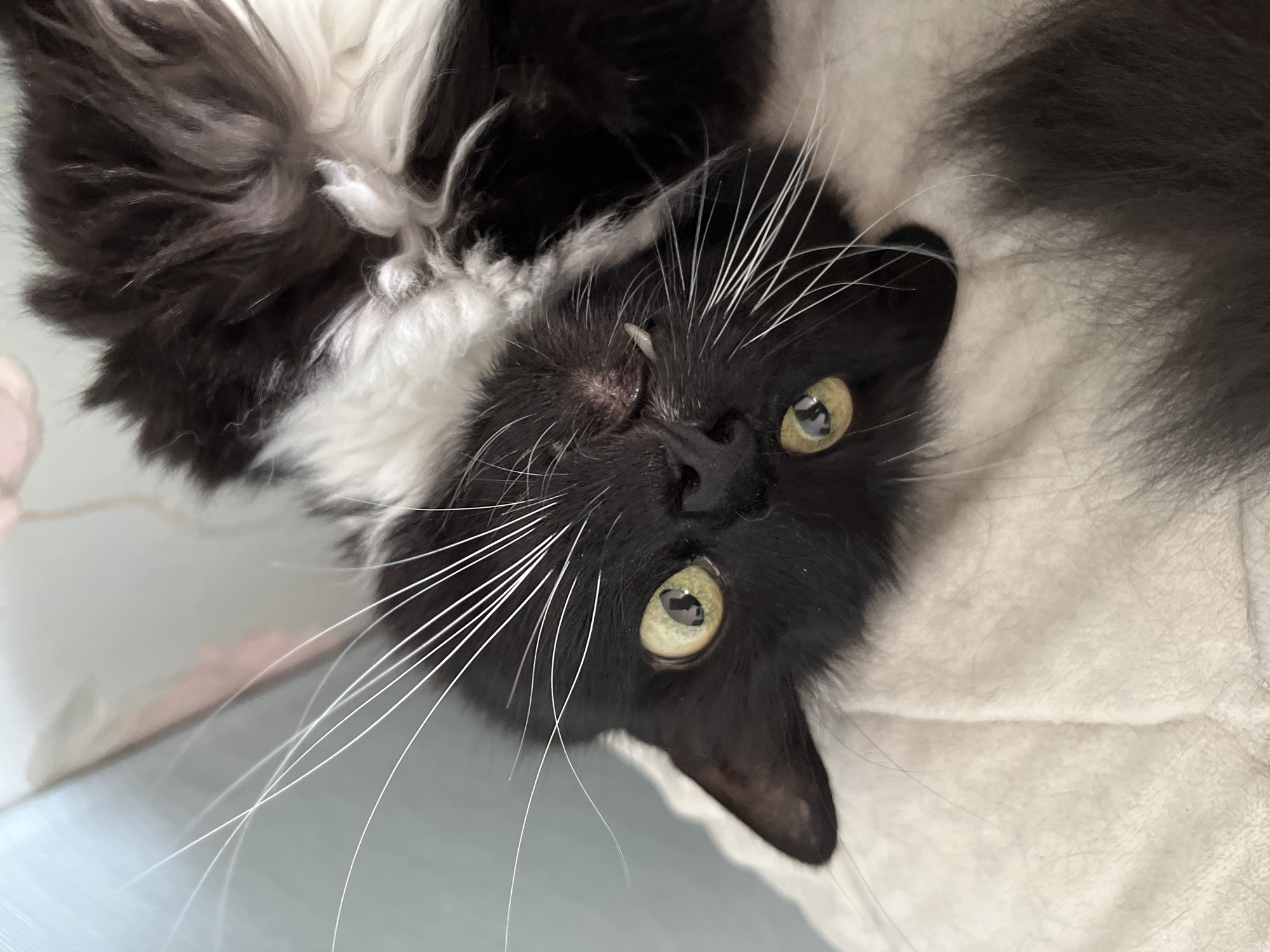 A close-up, top-down shot captures a black and white cat lying on its back on a light-colored blanket. The cat's eyes, a striking green, are wide open and looking directly at the camera. Its mouth is slightly ajar, revealing a small, sharp fang. The cat's long, white whiskers fan out dramatically from its snout. Its fur is a mix of black and white, with the white fur prominent around its neck and chest. The background is softly blurred, suggesting an indoor environment, possibly a home. No specific location in Korolyov, Russia, can be determined from the image.