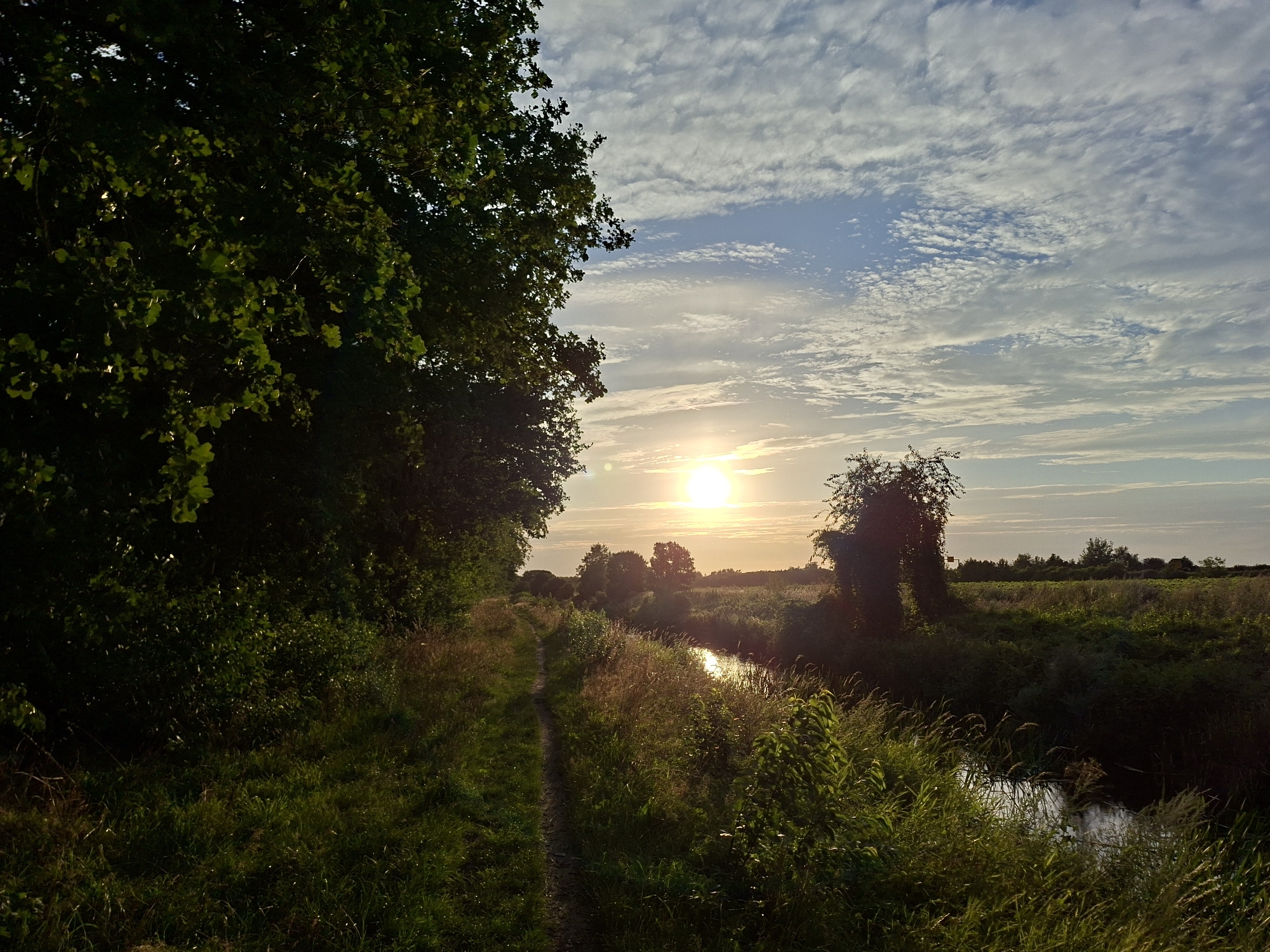 This is a landscape photograph taken at sunset in Schönefeld, Germany. On the left side of the image, a dense line of dark green trees with thick foliage dominates the frame, with a narrow dirt path winding along its edge into the distance. The path is bordered by tall, green grass and wildflowers, some of which are catching the golden light of the setting sun. To the right of the path, a narrow, dark body of water, likely a canal or stream, reflects the warm glow of the sky and the surrounding vegetation. The water is partially obscured by reeds and tall grasses growing along its banks. In the middle ground, a lone, overgrown tree with sprawling branches stands out against the softer landscape. Beyond this, a flat expanse of fields stretches towards the horizon, dotted with various trees. The sky above is a vibrant mix of blue and white, with wispy, elongated clouds that are illuminated by the bright, low-hanging sun. The sun itself is a brilliant, slightly diffused orb, casting a warm, golden light across the entire scene. The overall impression is one of a serene, natural setting at the end of the day.