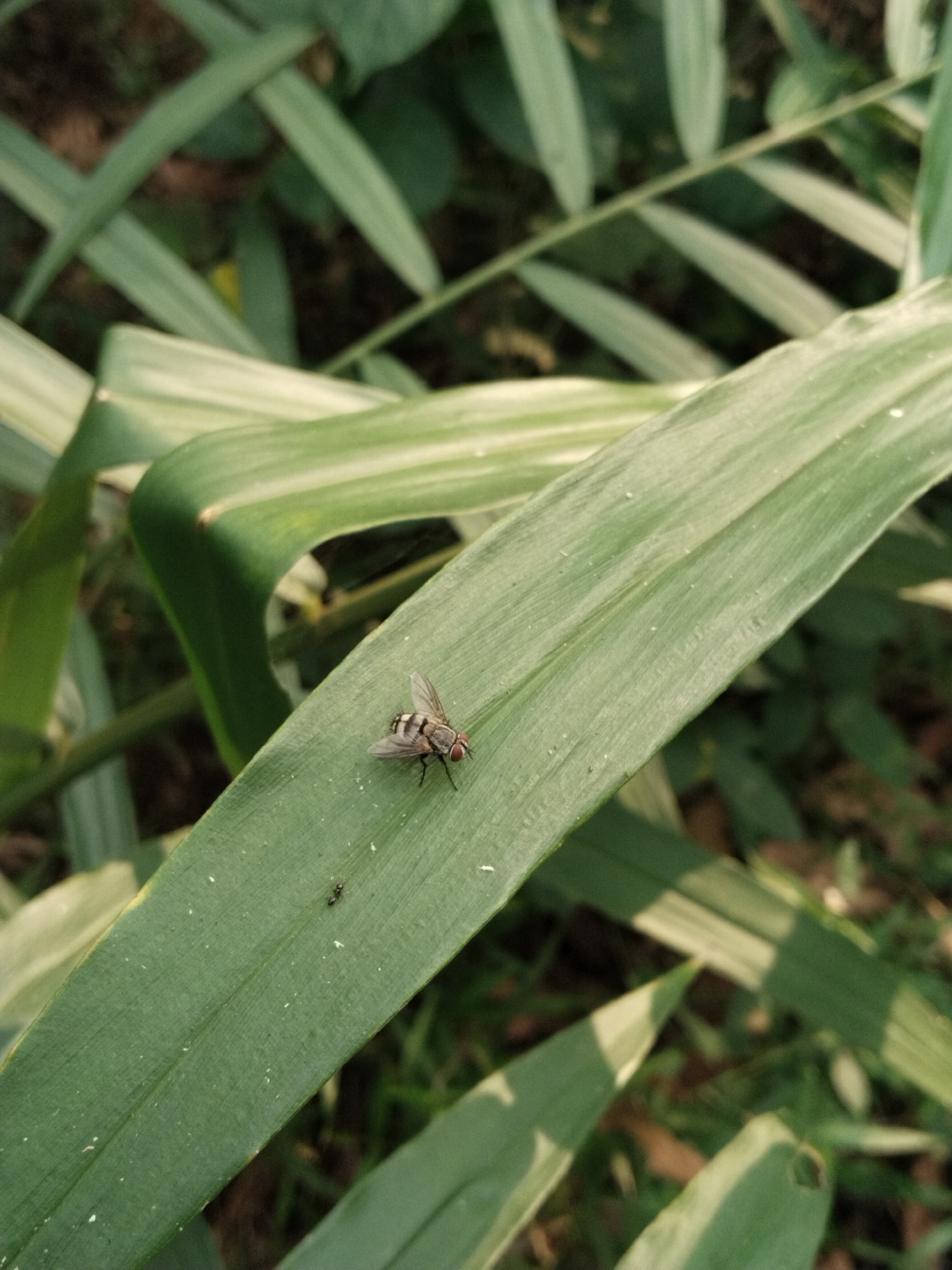 A fly is resting on a green leaf. An ant is nearby on the same leaf. Other leaves are blurred in the background.
