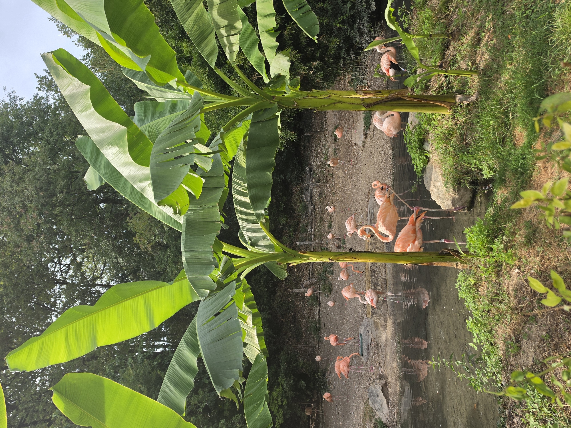 The image depicts an outdoor enclosure for flamingos, likely within the Parco Natura Viva in Bussolengo, Italy. Two prominent banana trees with large, green leaves dominate the foreground, casting shadows over a shallow pool of water. A flock of pink flamingos are scattered around the enclosure, with some wading in the water and others standing on the rocky ground. The environment is lush and green, with trees and vegetation visible in the background. The scene is bathed in natural sunlight, creating a peaceful and naturalistic atmosphere. There are no people visible in the image.
