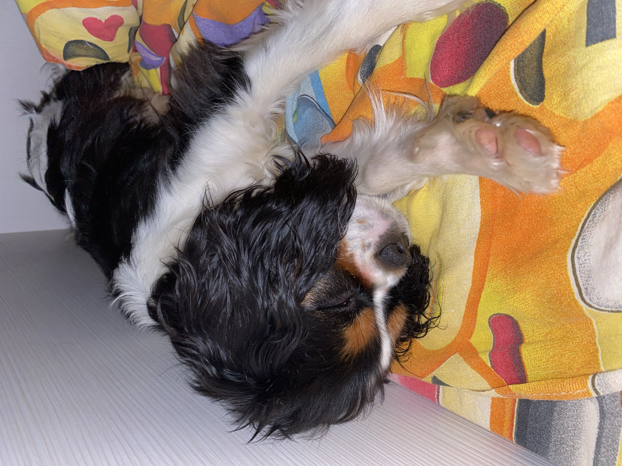 A Cavalier King Charles Spaniel is lying on a patterned blanket on a white surface. The blanket is predominantly yellow and orange, with additional patterns of hearts and other shapes in red, brown, black, and purple. The dog has a combination of black, white, and brown fur. One of its paws is visible on the blanket.