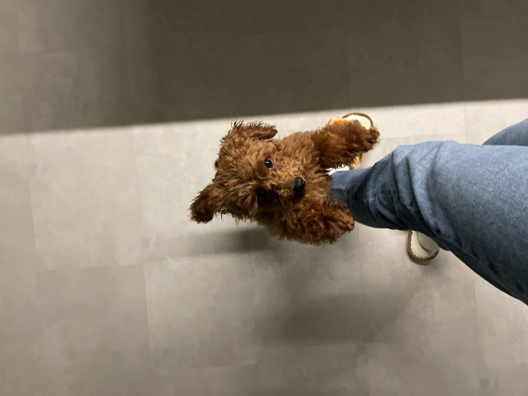 A medium-sized, brown poodle stands on its hind legs against a person's leg clad in denim jeans. The person wears a shoe or slipper with a tan sole or border. They are located on a beige tiled floor, possibly indoors. There is a grey wall in the background. There is no evidence to suggest the location is in Sofia, Bulgaria.
