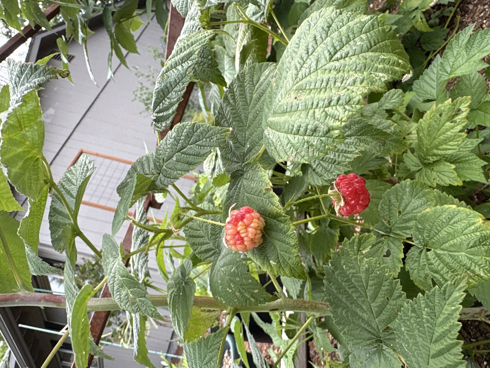 A medium shot shows two raspberries on a raspberry bush. The top raspberry is larger and mostly pale pink with some red areas, indicating it is not fully ripe. It is surrounded by large, green, serrated leaves. Below it, a smaller, fully ripe raspberry is a deep red color. The raspberry bush is growing in a garden setting, with a building visible in the background. The building appears to be a house, with light-colored siding and a window. The overall environment suggests a residential backyard in Beaverton, Oregon, United States of America.