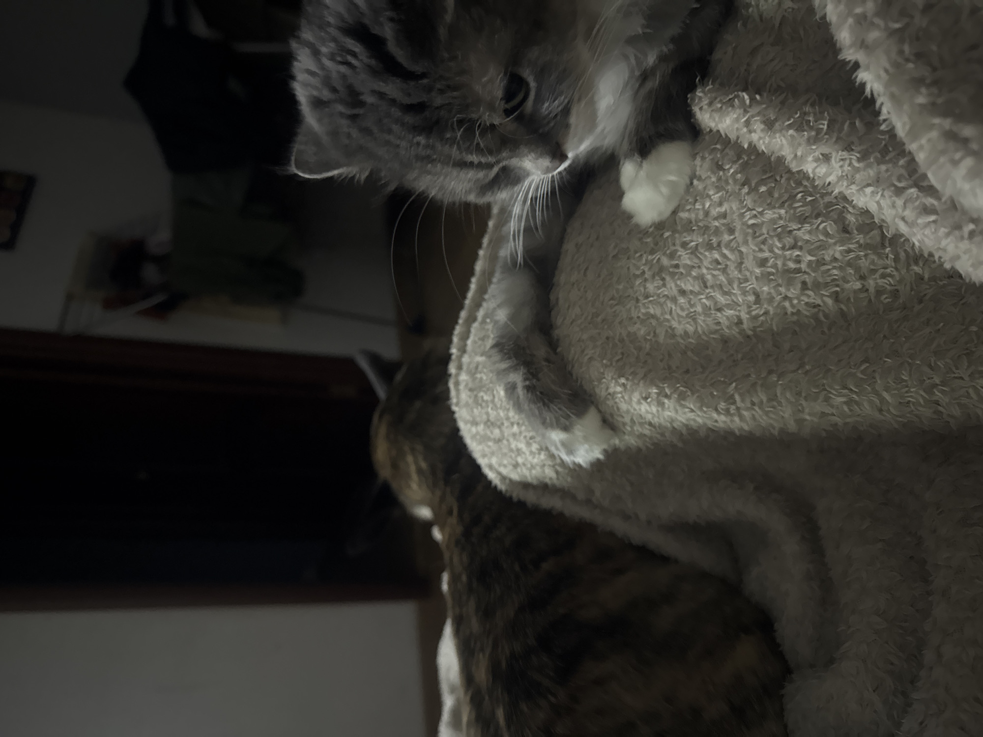 A gray and white cat is perched on a fluffy, light-colored blanket. Another cat, with brown and black tabby markings, is partially visible beneath the blanket. The background is dark and out of focus, but a shelf or cabinet is discernible. The location in Moscow, Russia, cannot be determined from the provided image.