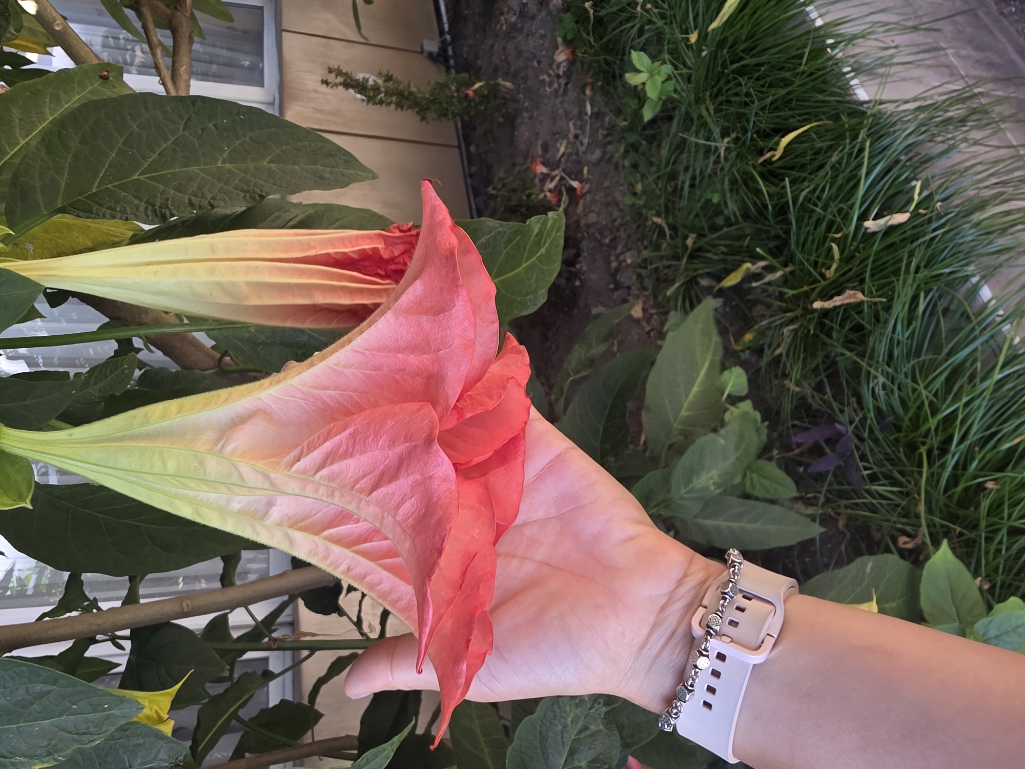 The image shows a close-up of a person's hand holding a large, pink and yellow trumpet-shaped flower, possibly an Angel's Trumpet. The flower is vibrant and delicate, with soft, velvety petals. The hand, adorned with a light pink smartwatch and a silver charm bracelet, gently cradles the bloom.
The background is a blur of lush green foliage and dark soil, suggesting an outdoor setting. The lighting appears to be natural, indicating it might be daytime. The overall mood is serene and appreciative of nature's beauty. There is no visible text in the image.