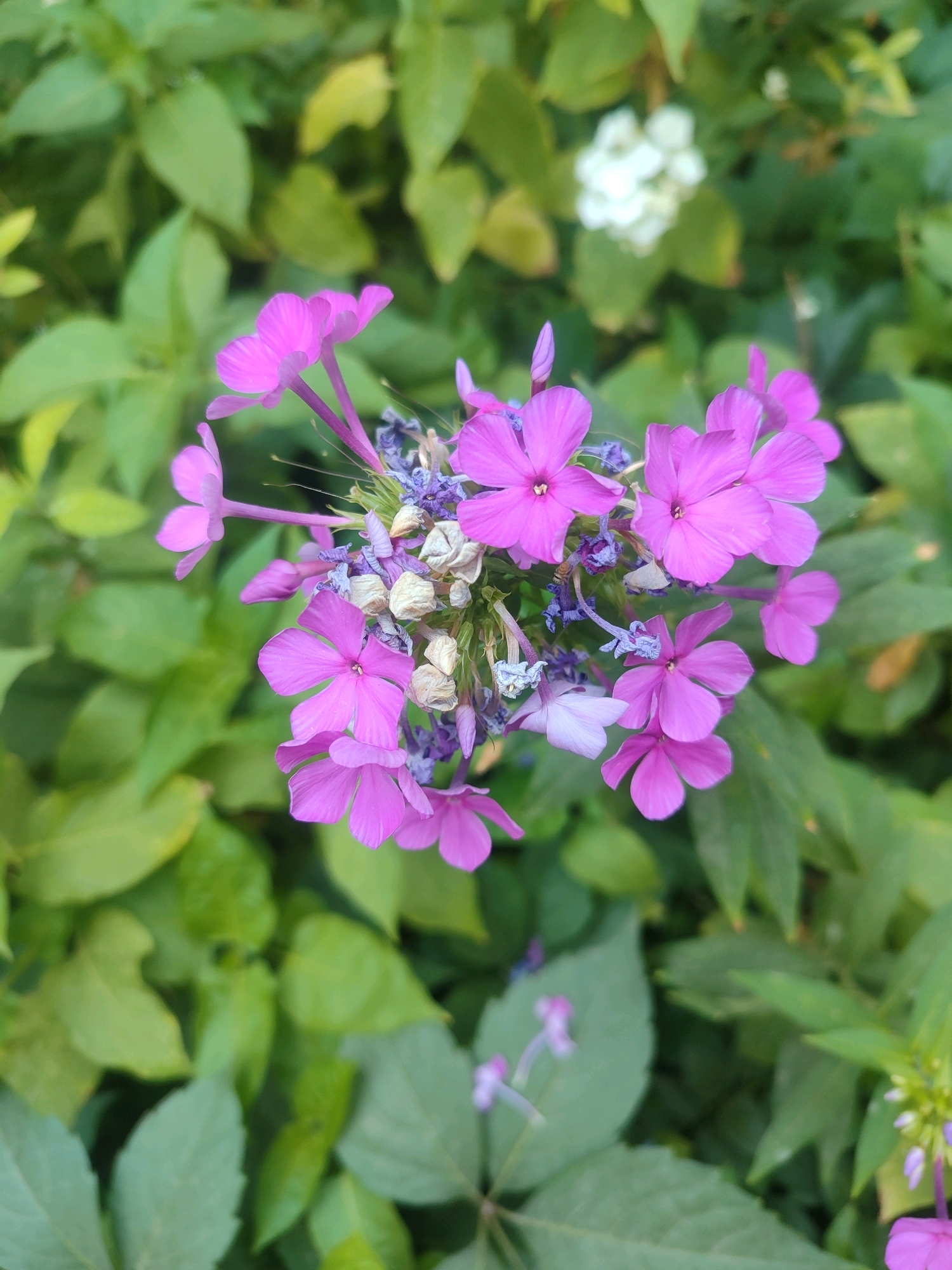 A close-up, top-down view of a cluster of vibrant pink phlox flowers is presented against a blurred background of lush green foliage. Some of the pink flowers are fully bloomed, displaying five delicate petals, while others are in bud or wilting stages, evidenced by dried remnants. Interspersed among the pink blossoms are small, purplish-blue flowers and dried seed pods. In the upper right background, a cluster of out-of-focus white flowers adds a contrasting element to the scene. The overall impression is of a natural garden setting, likely in Tashkent, Uzbekistan, where these flowers are commonly cultivated in parks and private gardens during the warmer months.