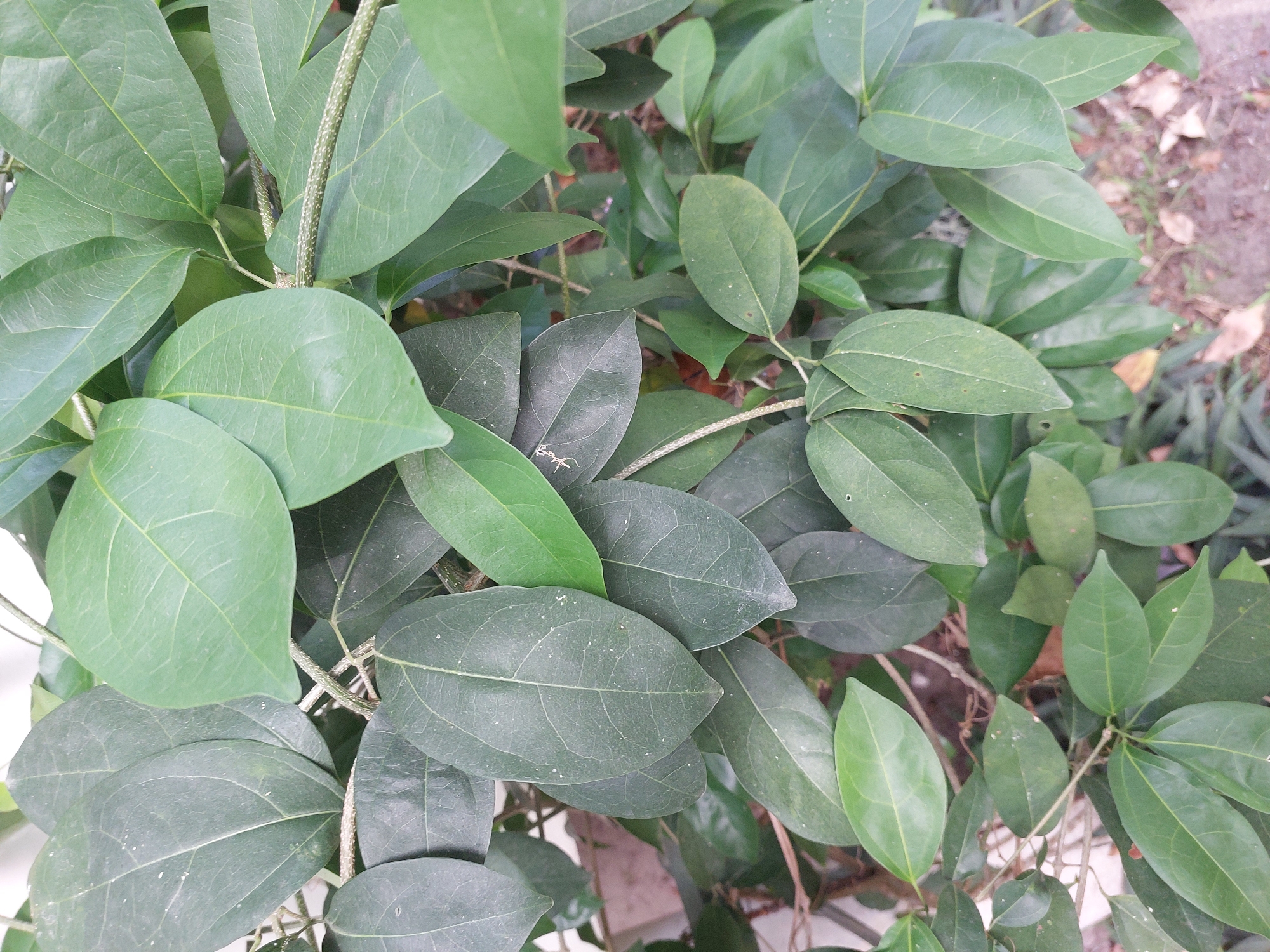 An overhead, medium shot captures a dense cluster of green leaves on a plant, with some leaves darker and some lighter green. The leaves are oval-shaped and have prominent veins. The plant's stems are visible, appearing thin and somewhat woody, with tiny bumps or prickles. The background consists of out-of-focus foliage and dry ground, with some fallen leaves and small stones. The scene is illuminated by natural light. No people are present, and no actions or interactions are depicted. The location is identified as Baan Mae Nam, Thailand.