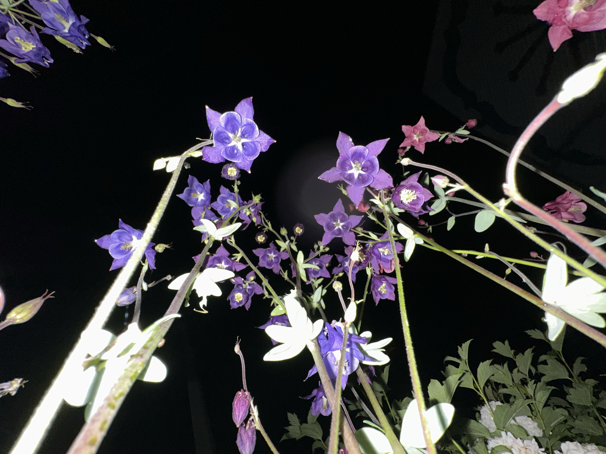 The image captures a cluster of Columbine flowers, characterized by their distinctive spurred petals, against a black background, suggesting a nighttime setting. Several blooms are a deep purple, while others are white or a lighter pinkish-purple. The flowers are predominantly arranged in the upper and lower left quadrants of the frame, with some extending towards the right. Delicate stems and green foliage are visible, interspersed with the flowers. One prominent thick stem, illuminated by a bright light source, runs diagonally across the upper left portion of the image. The scene appears to be an outdoor botanical setting in Abzakovo, Russia.