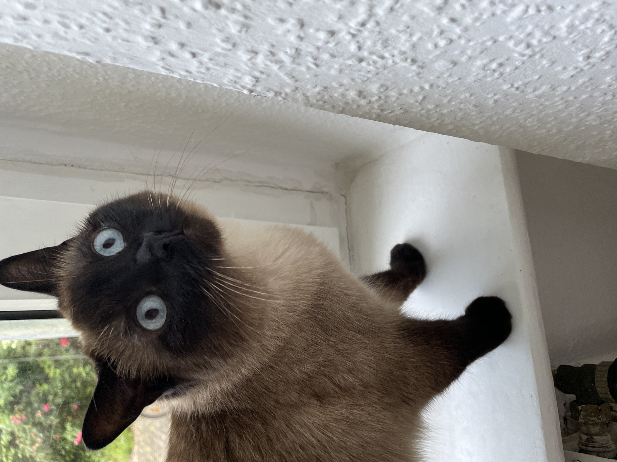 A Siamese cat with striking blue eyes is perched on a white windowsill. The cat's fur is a mix of light brown and cream, with darker brown points on its ears, face, and paws. The cat is looking upwards and to the right, with its mouth slightly open. Behind the cat, through a window, a glimpse of lush green foliage and pink flowers can be seen. To the right of the cat, a textured white wall dominates the frame, showing an embossed pattern. A white radiator is partially visible at the bottom of the image. The scene appears to be indoors, likely in a residential setting.