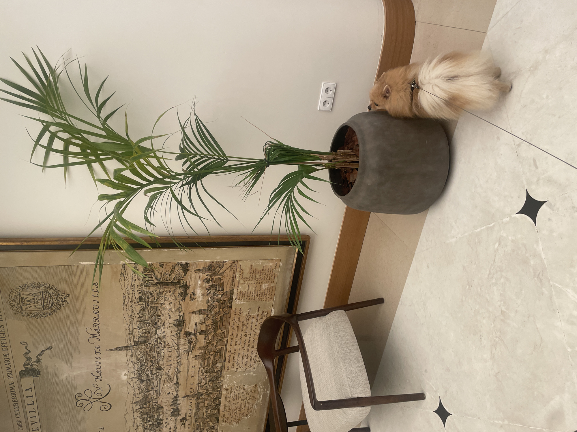 The image shows a small, fluffy Pomeranian dog with a harness and leash leaning its head against a large potted palm plant. The dog is facing away from the camera, with its back to the viewer. The palm plant is in a dark gray, cylindrical pot. To the left of the plant is a chair with a light-colored fabric seat and dark wooden arms and legs. Behind the chair and plant is a large, framed tapestry or map with intricate drawings and text, depicting what appears to be a historical cityscape with buildings and a body of water with ships. The tapestry has text in what appears to be Spanish, including "SEVILLA" and "GUADALCVIR". The floor is tiled with light-colored marble and features decorative black star-shaped inlays. The wall behind the plant has two white electrical outlets. The overall setting suggests an indoor space, possibly a hotel lobby or a well-decorated room in Sevilla, Spain.