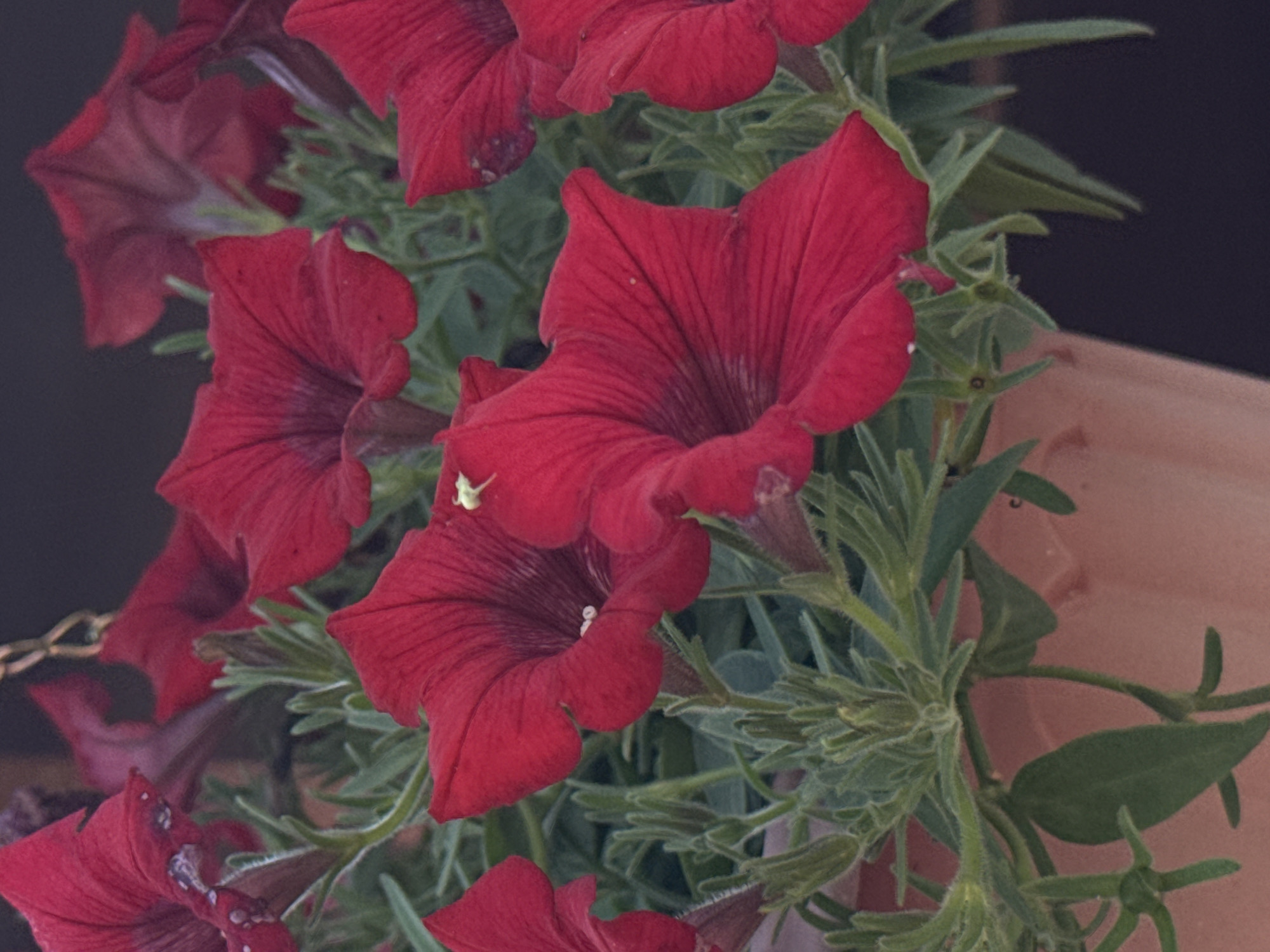 The image displays a close-up view of several red petunia flowers in a pot. The flowers are vibrant and detailed, with visible petals, stamen, and pistils. The green foliage is also present, with many fuzzy leaves and stems. The flowers are arranged in a way that suggests they are part of a hanging basket or a similar arrangement. The background is dark and out of focus, providing a stark contrast to the bright red of the flowers. There are no people or any other discernible objects in the scene. The scene is an outdoor setting, likely a garden or patio, and appears to be a still life composition of flowers. No specific location in Krasnogorskoye, Russia, can be identified from the provided image.
