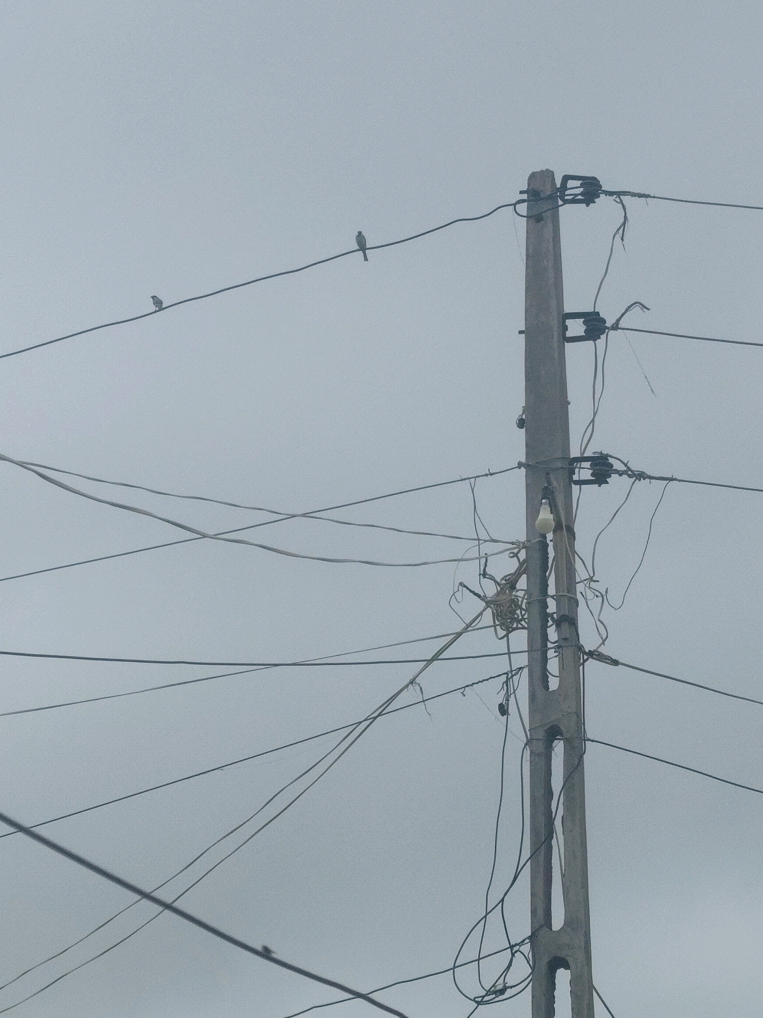 The image captures a concrete utility pole against a hazy, overcast sky. Several wires crisscross the frame, attached to insulators on the pole. Three small birds are perched on one of the upper wires. Near the bottom of the pole, a light bulb hangs from a wire. The scene is cluttered with numerous electrical wires, some appearing tangled and disorganized. The location is identified as Kera, India.